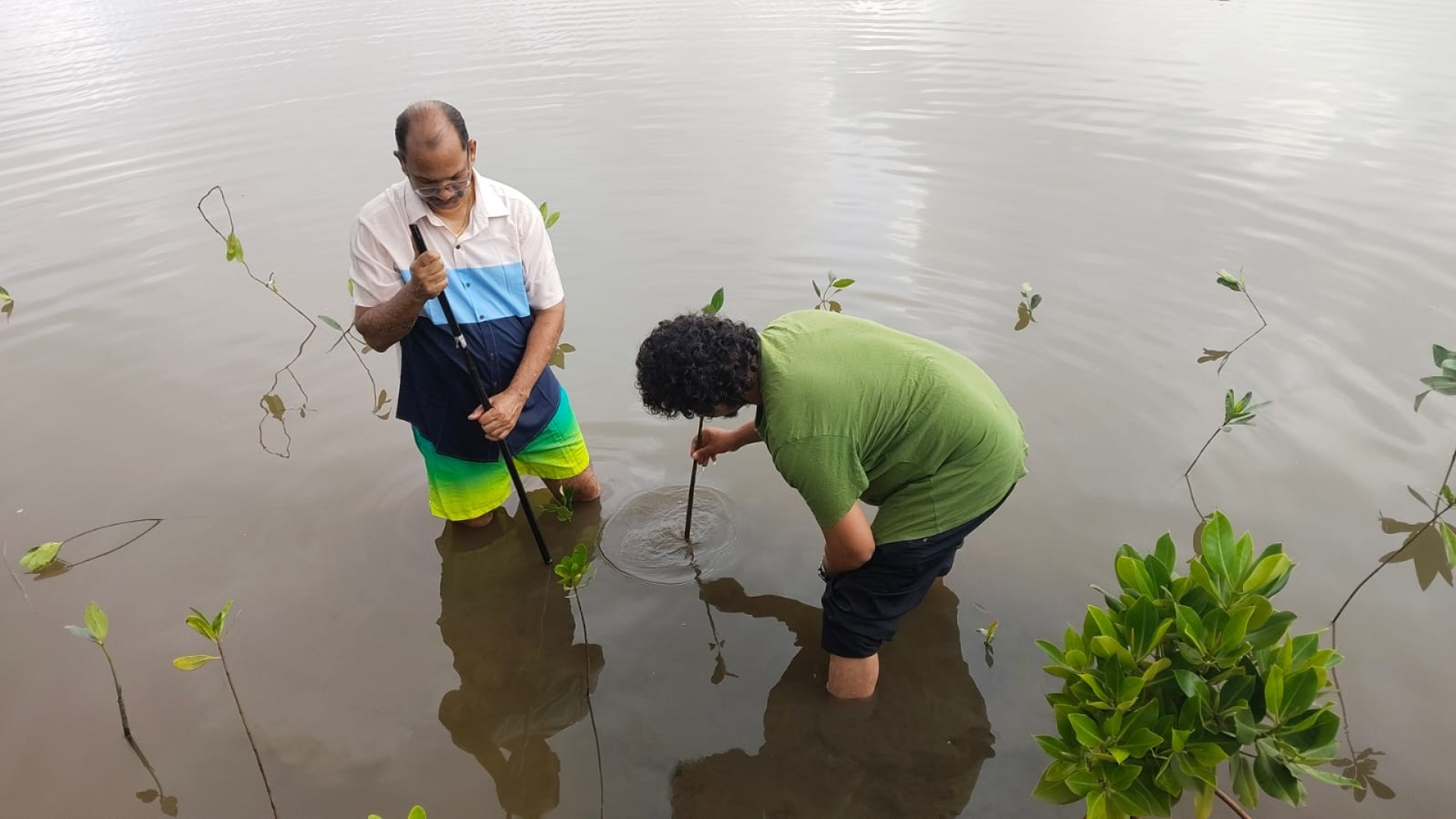 300-plus mangrove saplings planted in drive at Cortalim