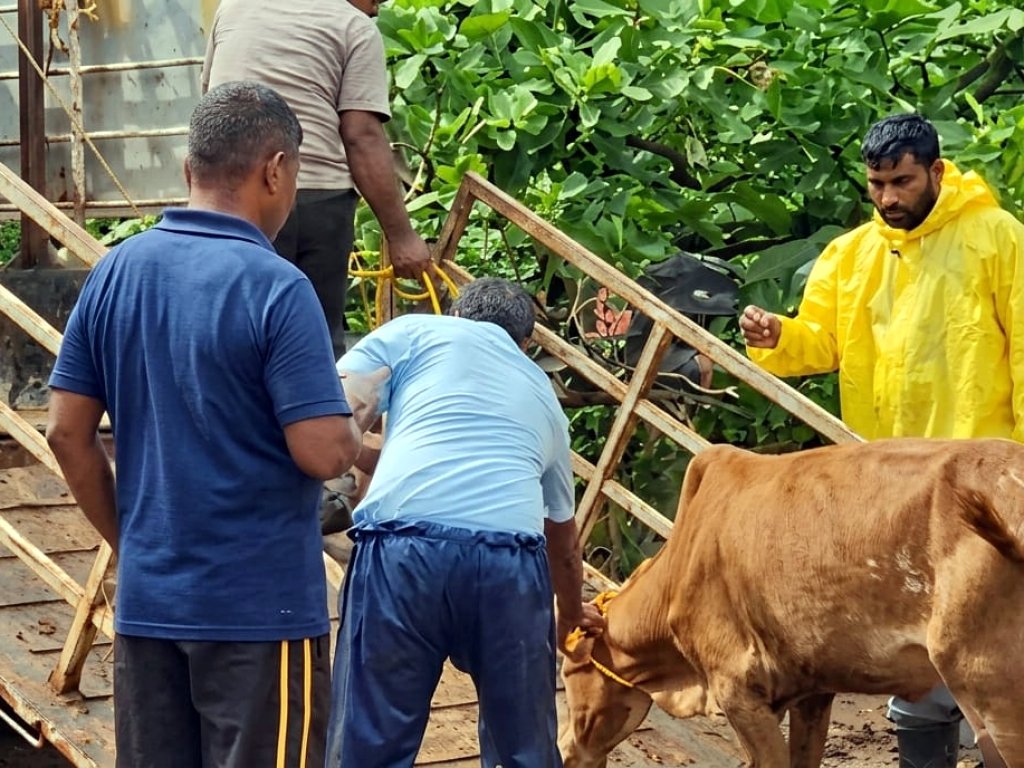 Cattle from devasthan land at Quepem moved to Mayem amid gaushala row