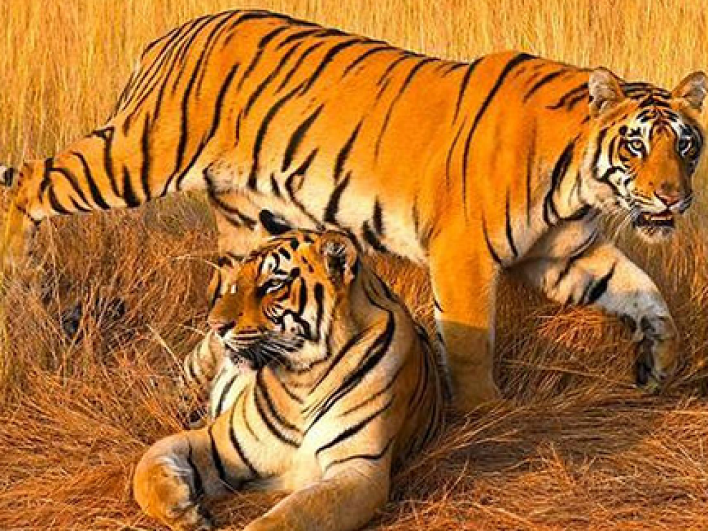 Tiger, the real pride of Mhadei