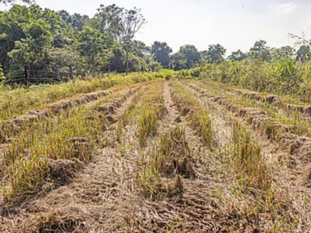 Goaʼs dry monsoon spells may be the new normal