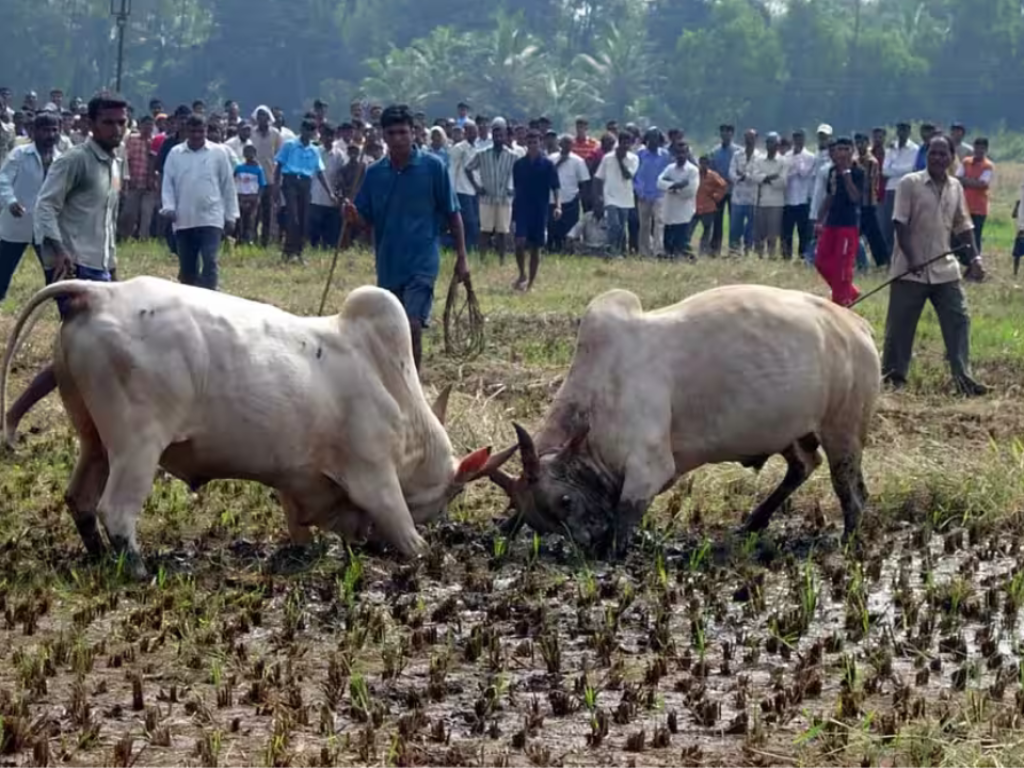 Two arrested over illegal bullfights in Navelim