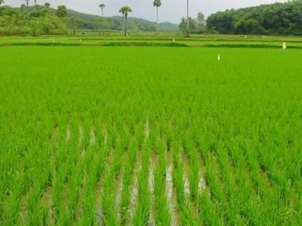 A year after agri policy, govt rolls out 3 farm schemes