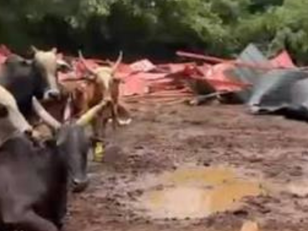 With no rehab plan, HC allows relocation of gaushala cattle