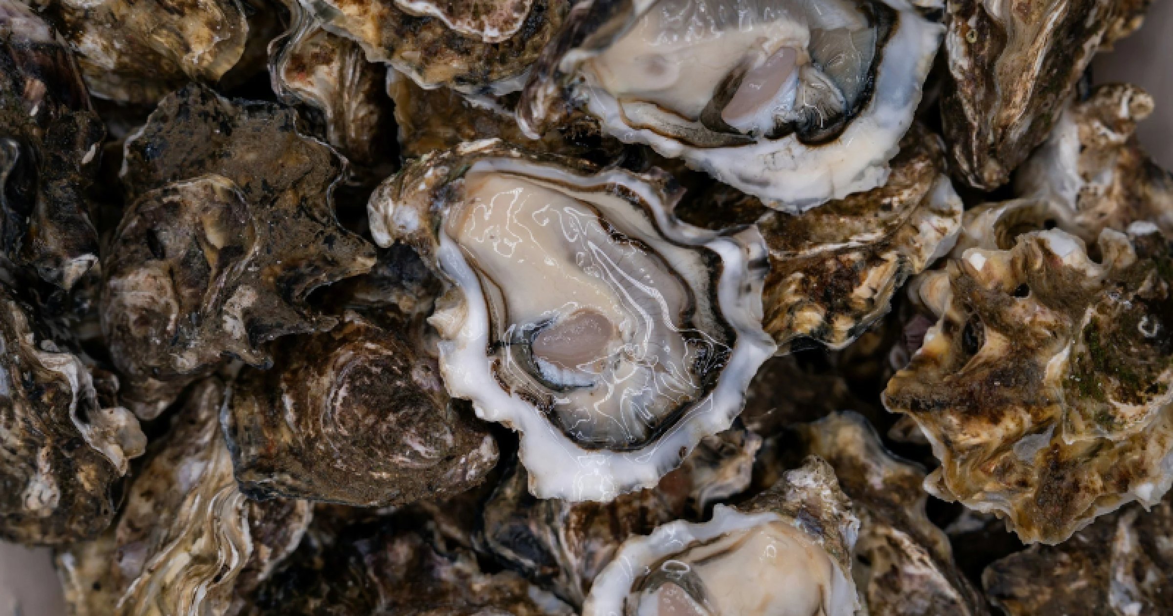 NIO warns of health risk from eating Goa oysters