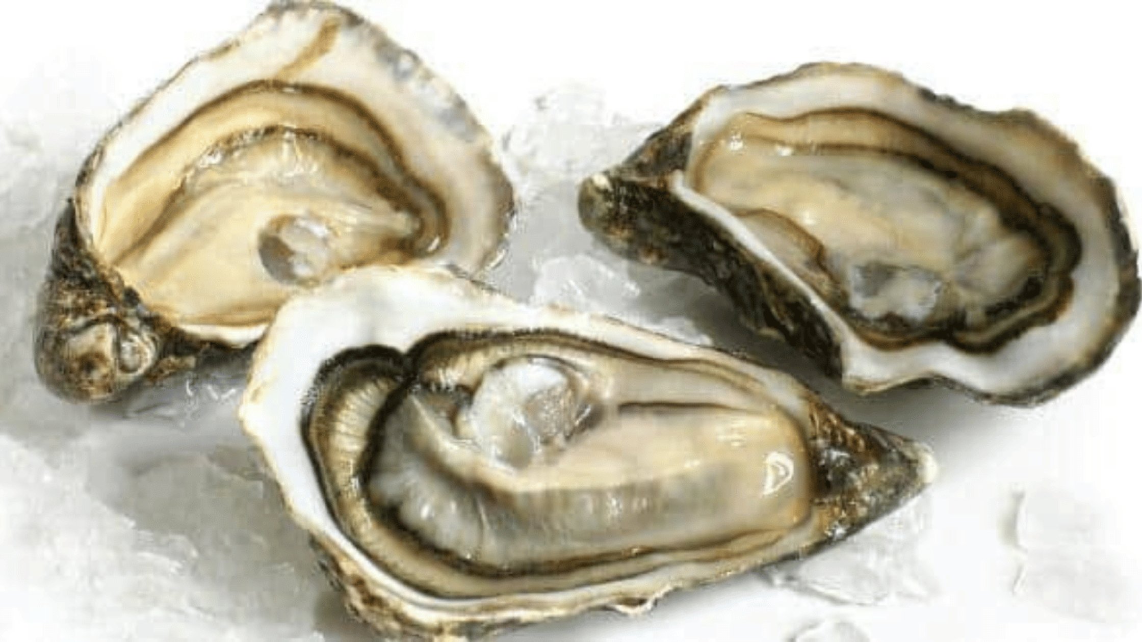 Fisheries Dept plays down NIO’s findings on oys...