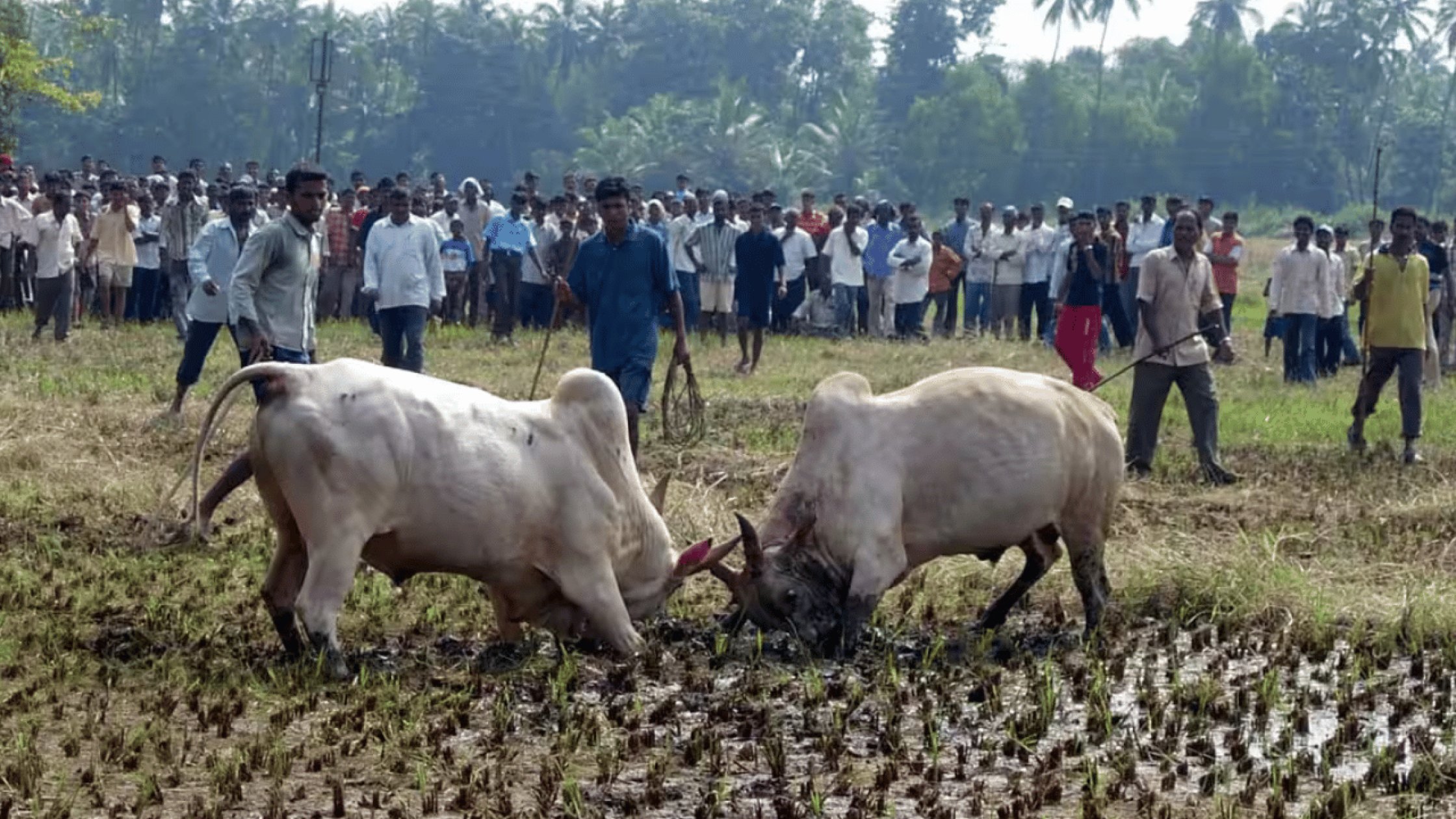 Bullfight crackdown gets manpower boost
