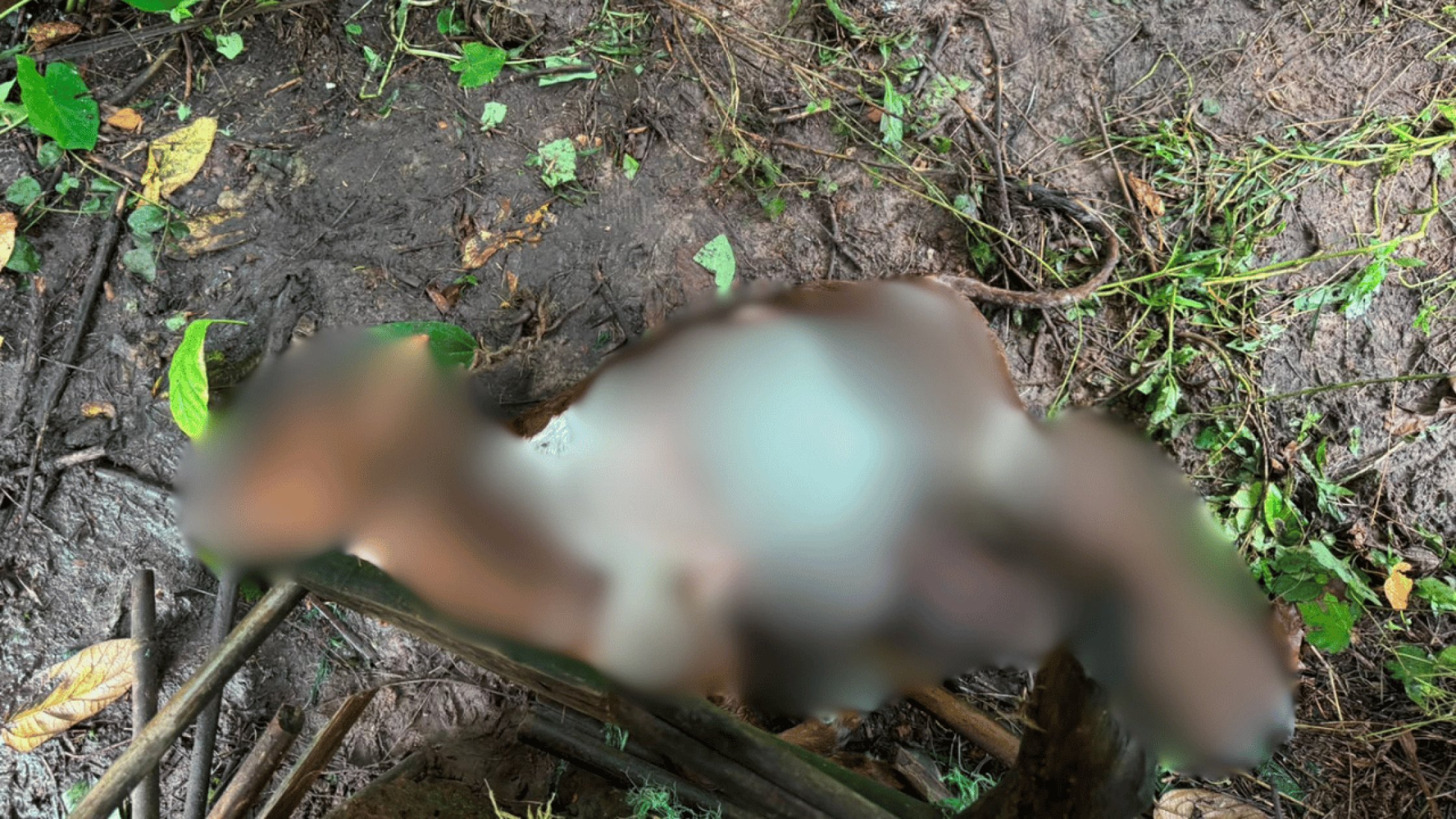 Third leopard attack in Avedem-Cottombi sparks fear; villagers demand urgent action