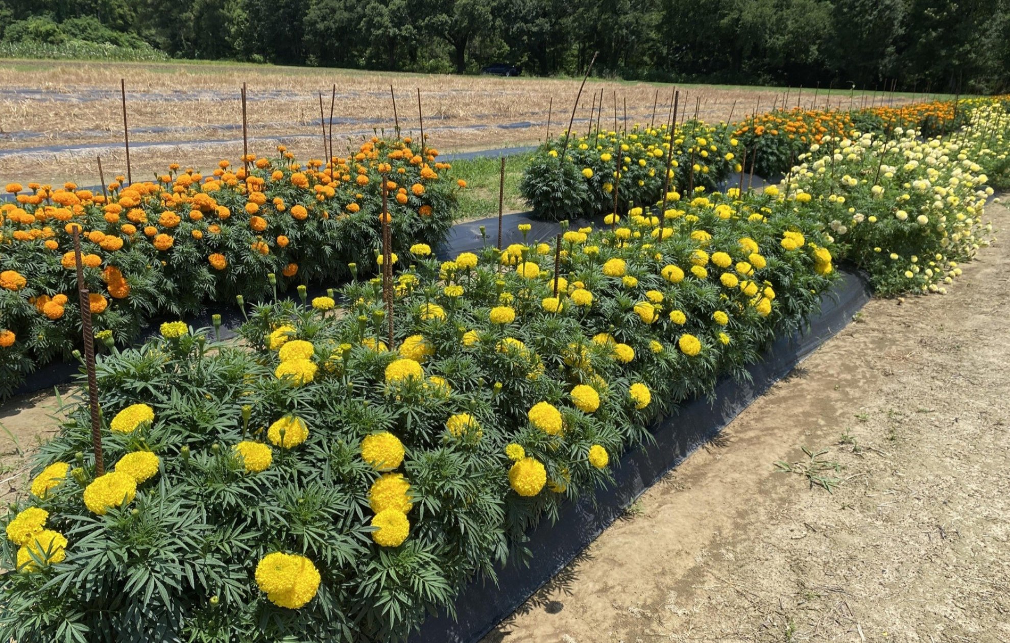 Sattari to bloom again with marigolds ahead of...