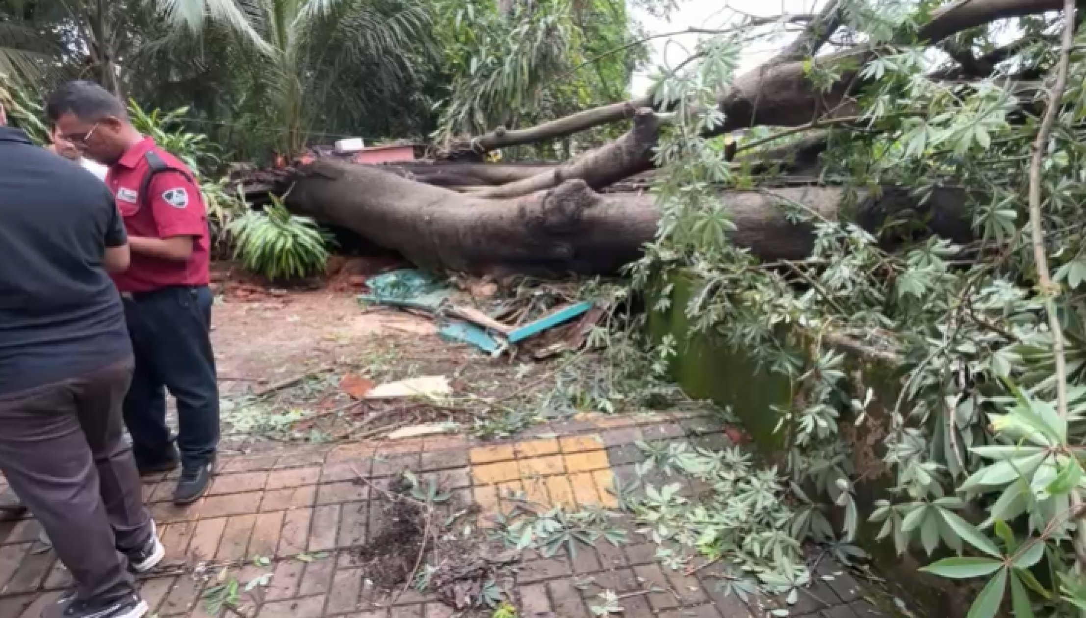 Security guard killed in tree collapse