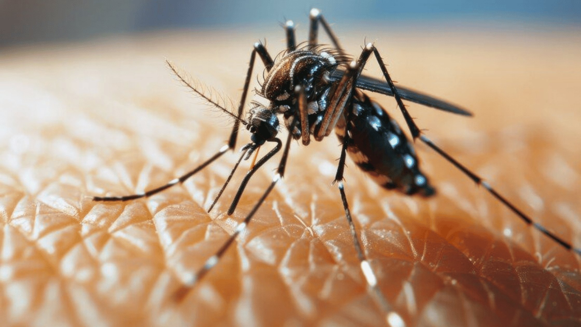 Dengue cases not reported from any single locality