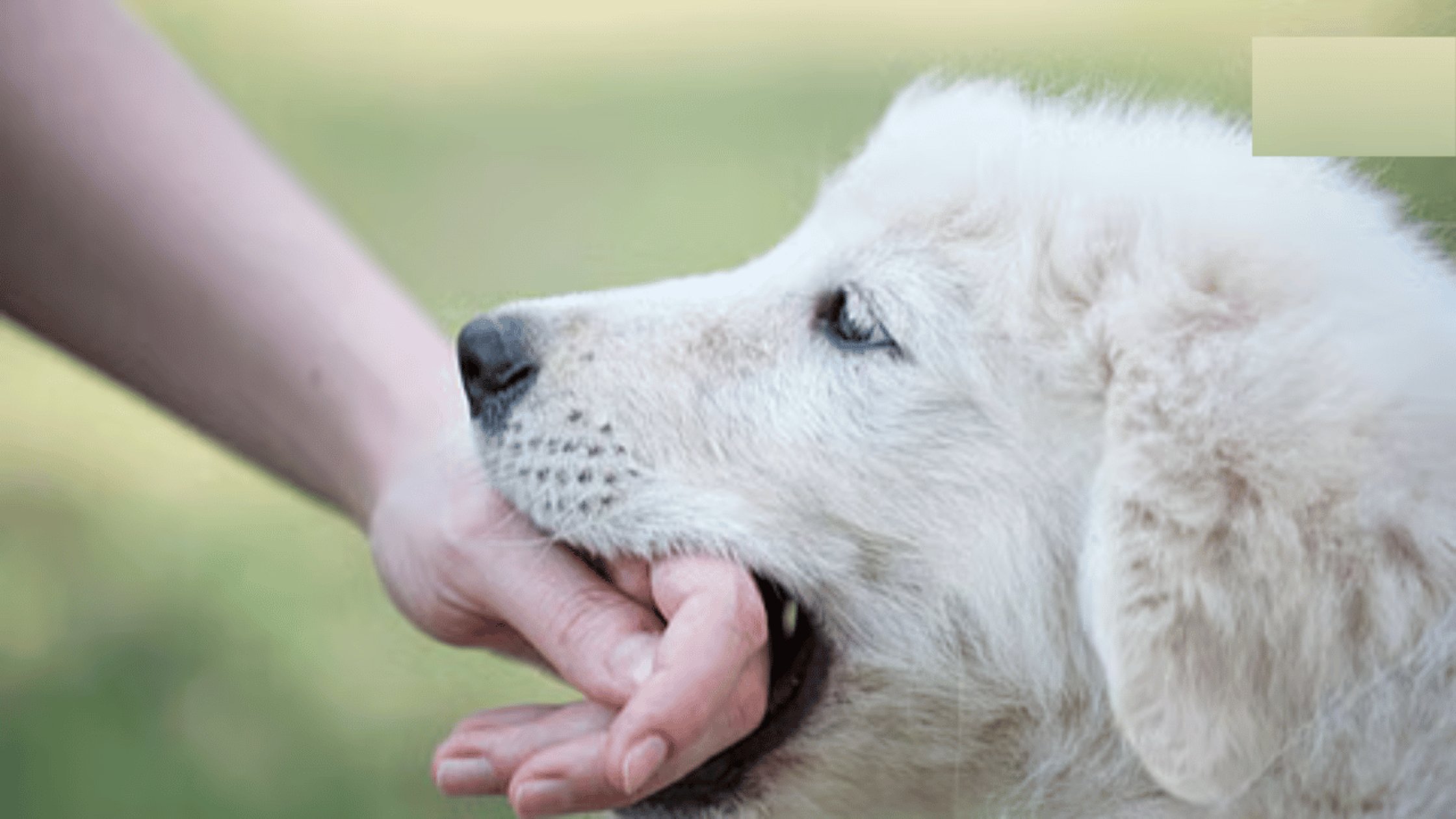 Dog runs out of open gate, bites boy in Baina
