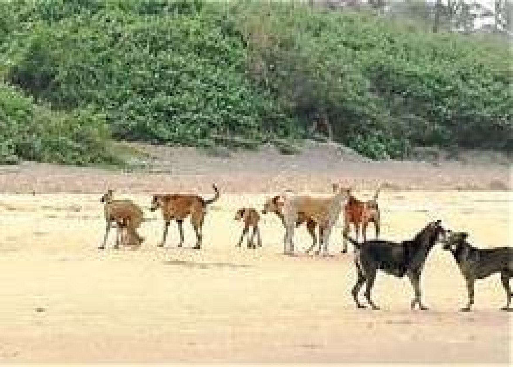 Beyond sterilisation, Salcete stakeholders seek...