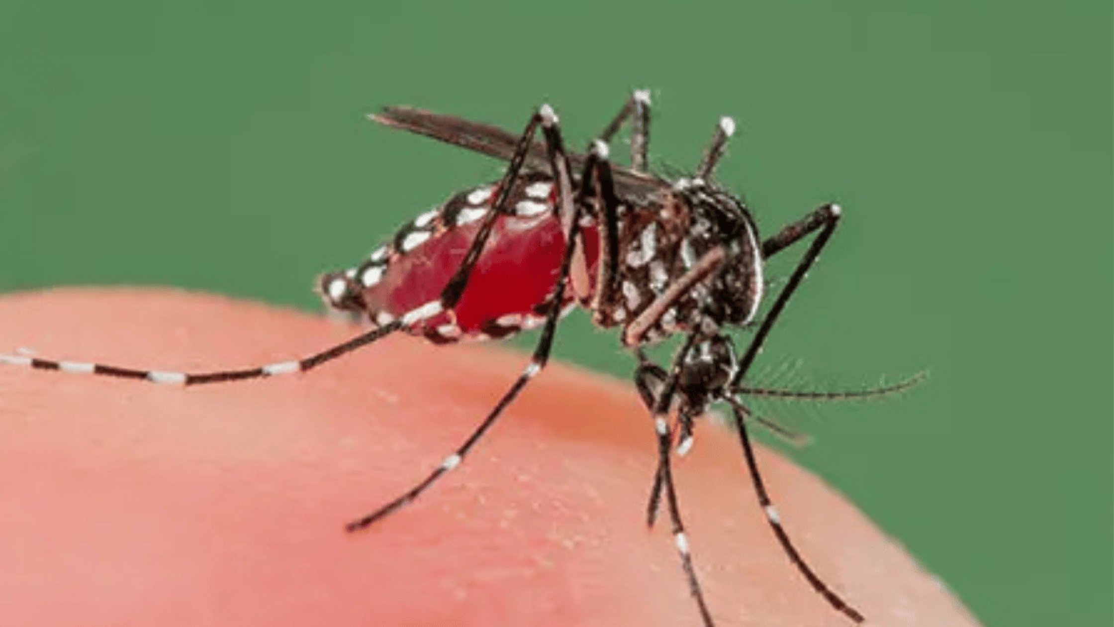One more dengue case in Margao; school inspected