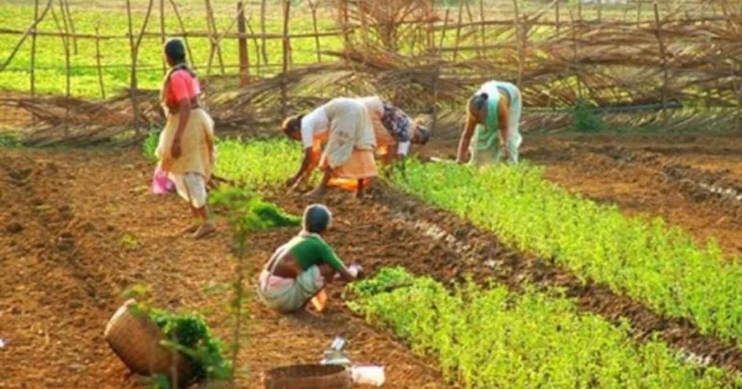 ICAR lays out blueprint for tribal agri; seeks overhaul