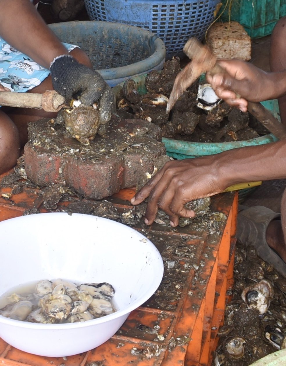 Oyster harvesters in State seek clarity over cadmium concerns