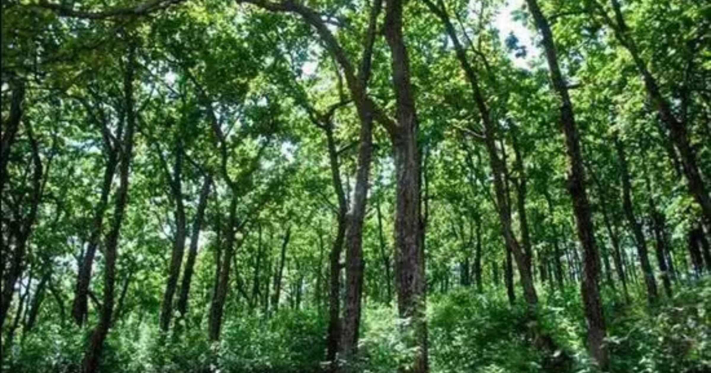 Govt stares at over 7,200 forest rights claims...