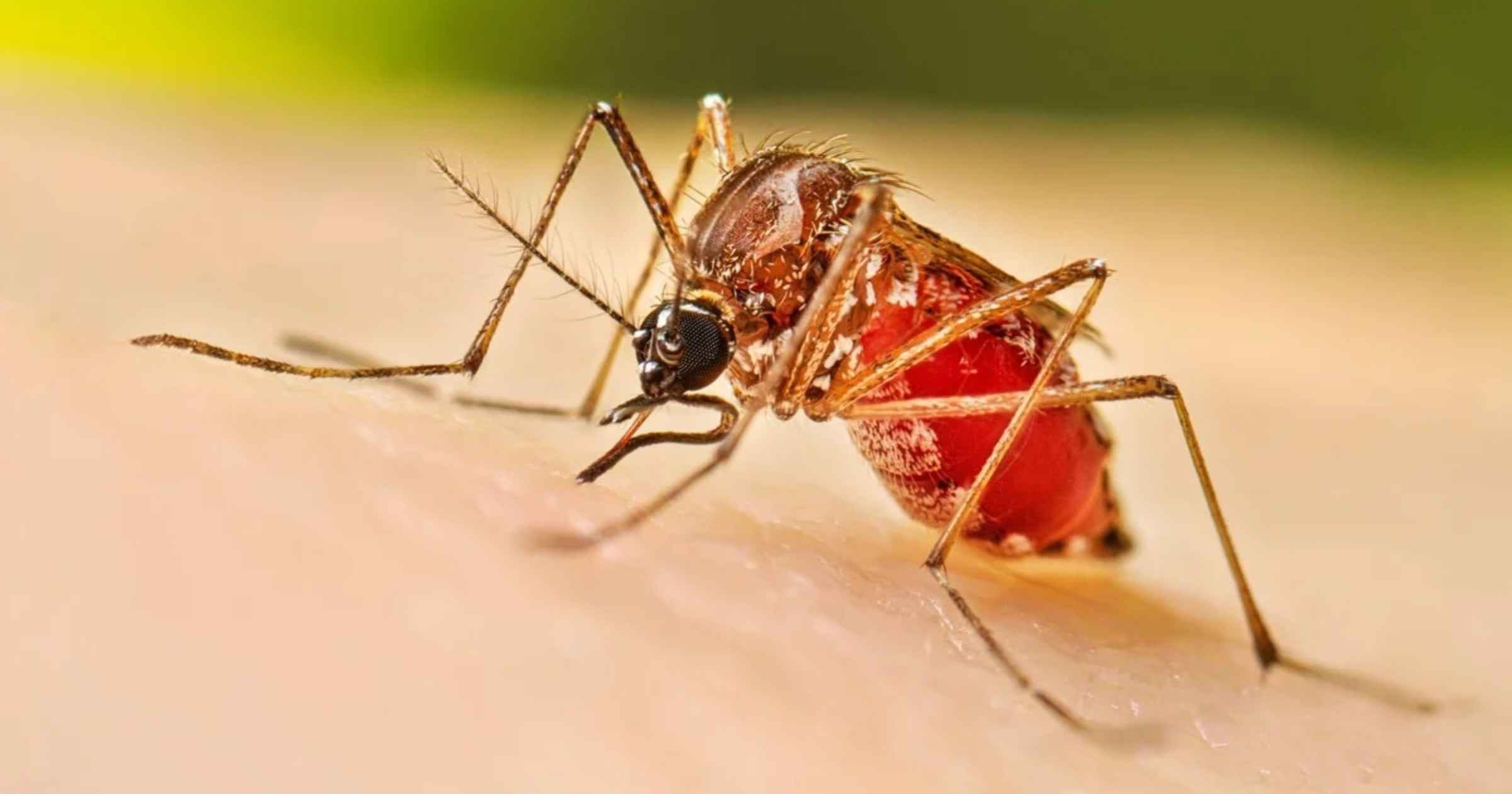 Spectre of dengue returns but most are 'suspect cases': DHS