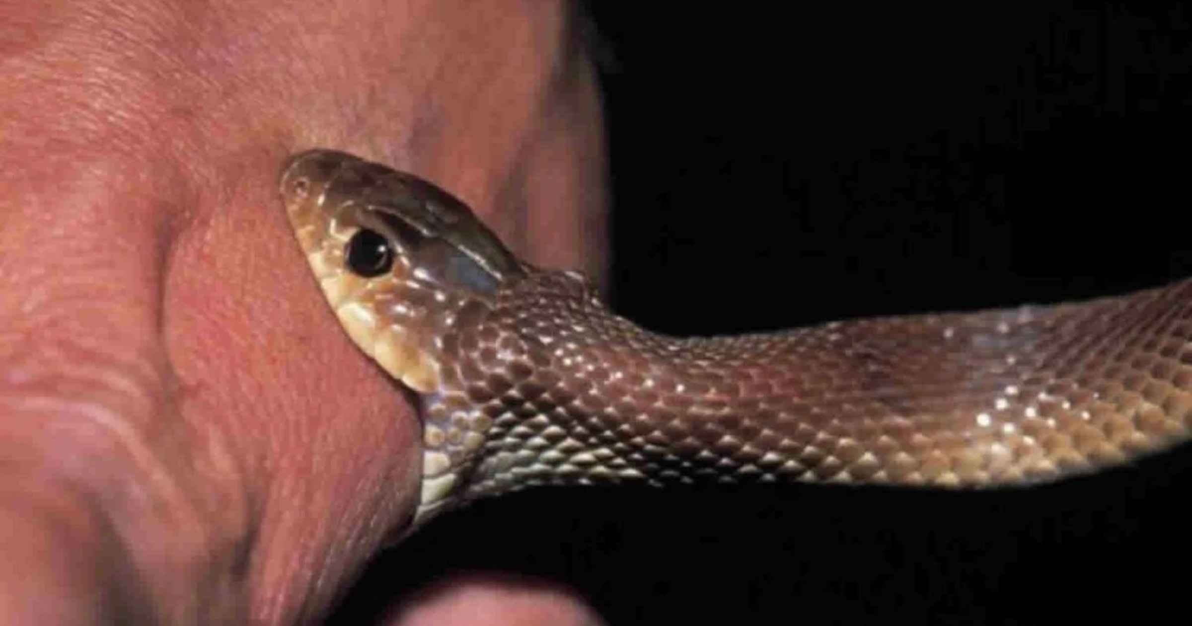 Govt makes snakebites, deaths notified disease