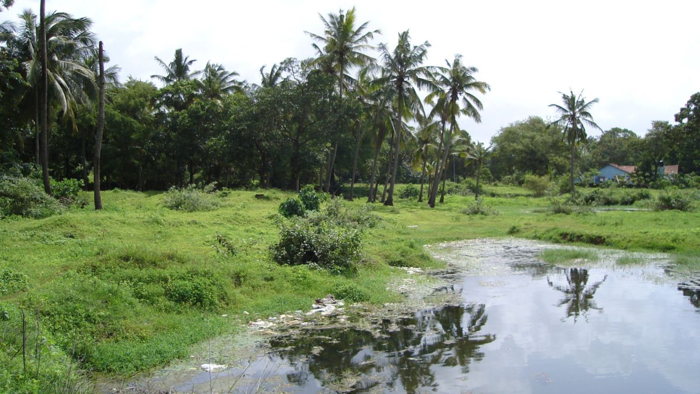 Waterlogging puts Bastora’s cultivation plans on hold