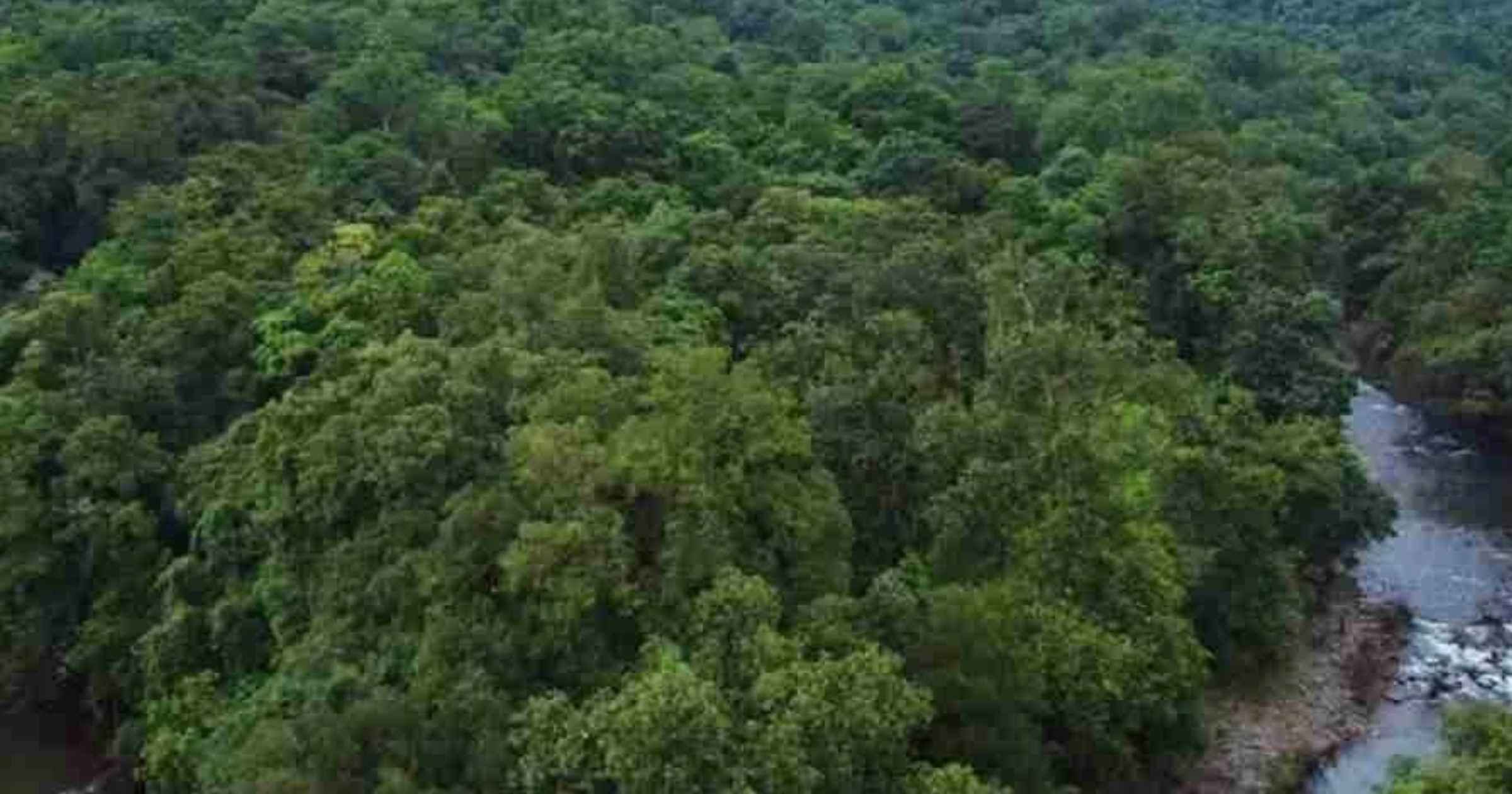 No further conversion sanads for 855 pvt forest survey numbers