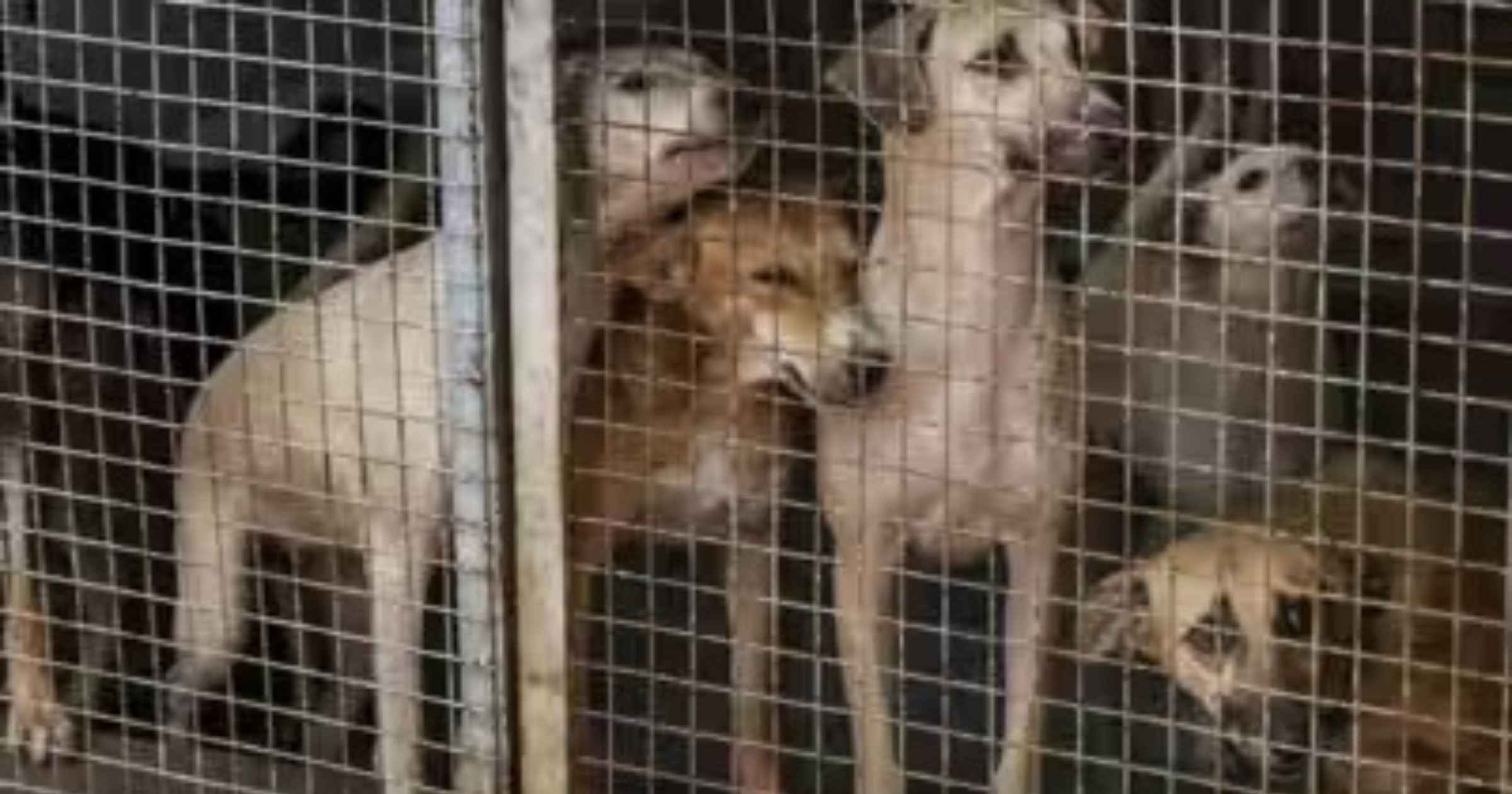 HC directs CCP to submit plan for stray dog shelter
