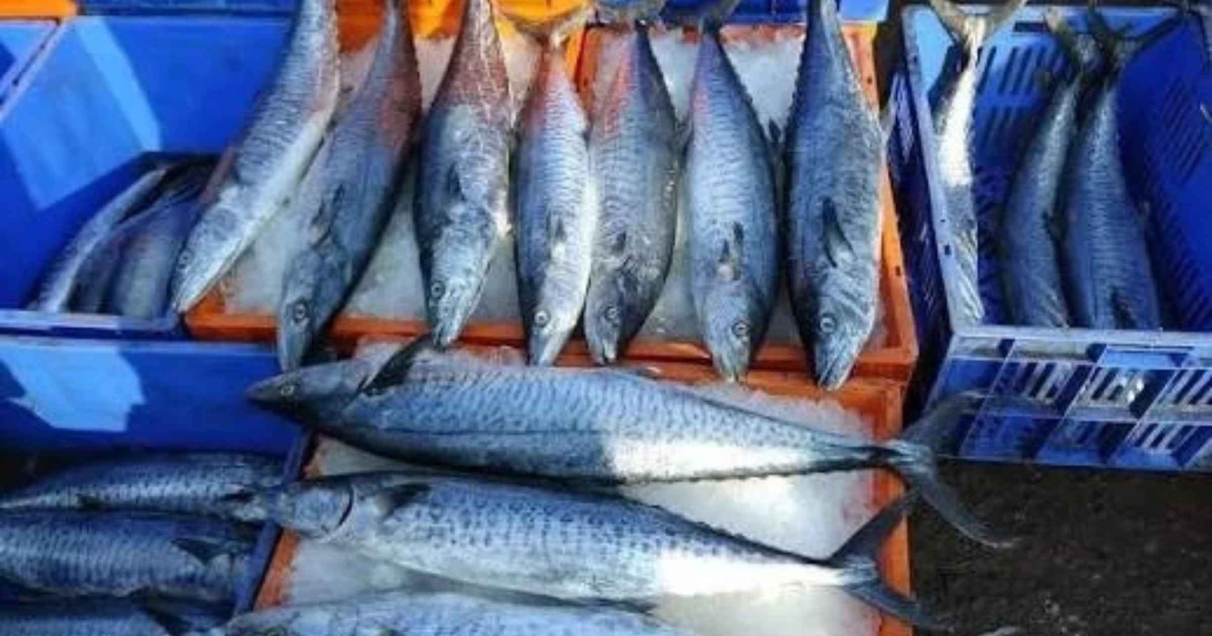 Where’s the Visvon? Weather, labour shortage keep Goa’s Kingfish away