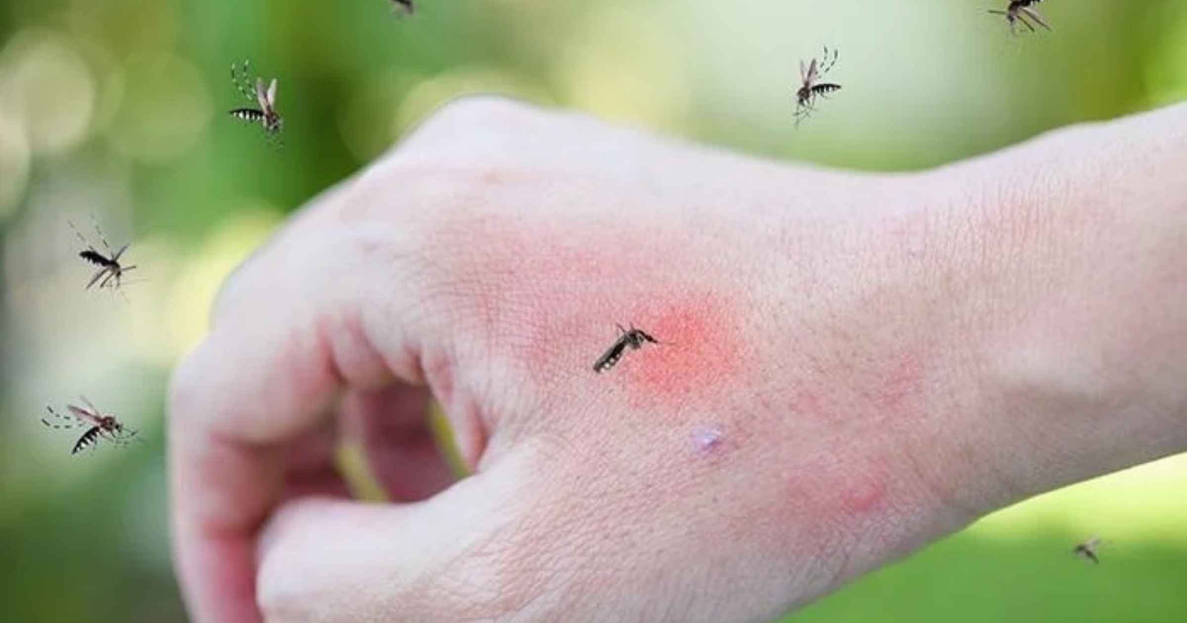 Mosquito menace buzzes as dengue cases still surge