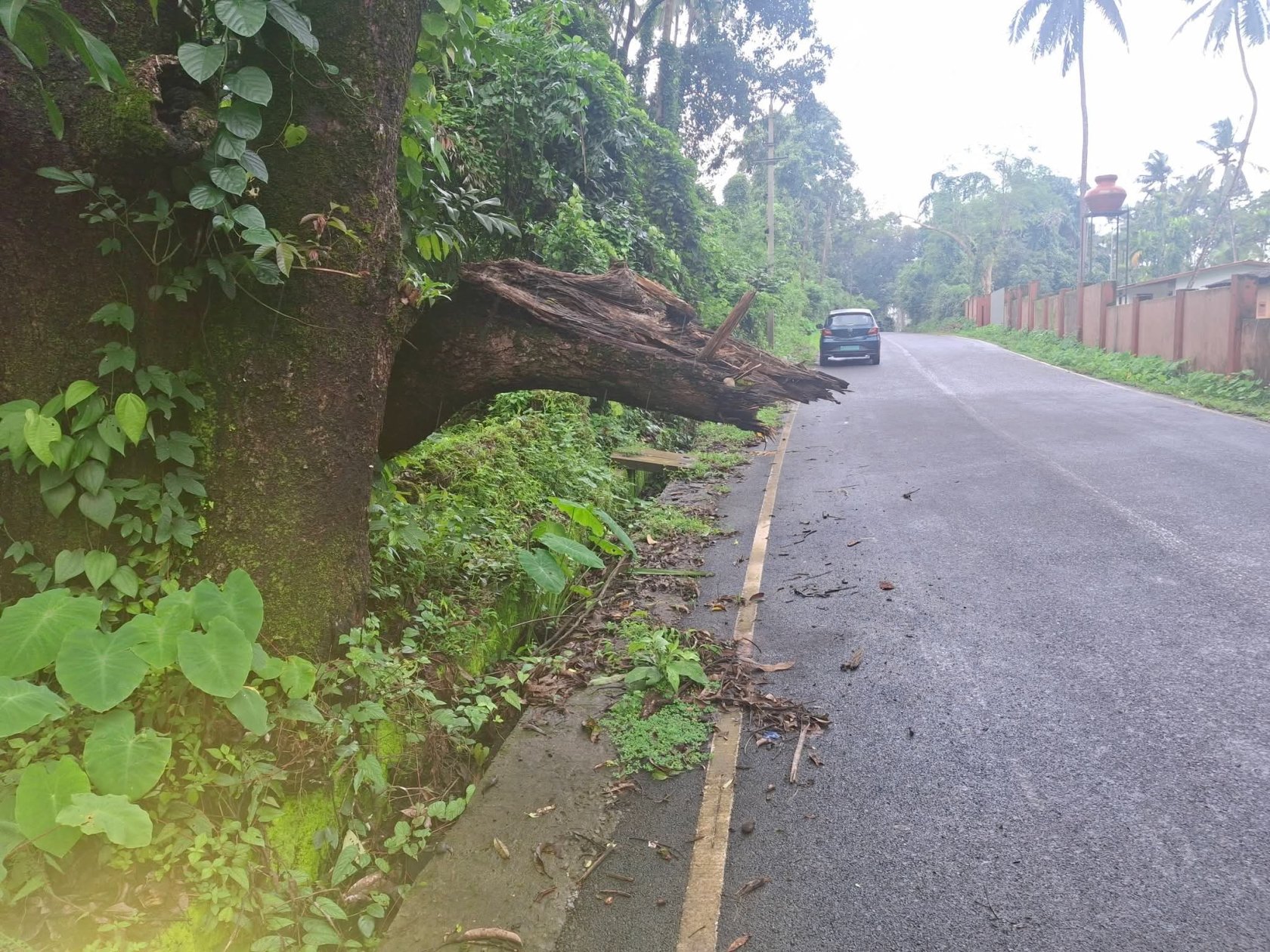 Khotorde road blocked by fallen tree, locals seek immediate action