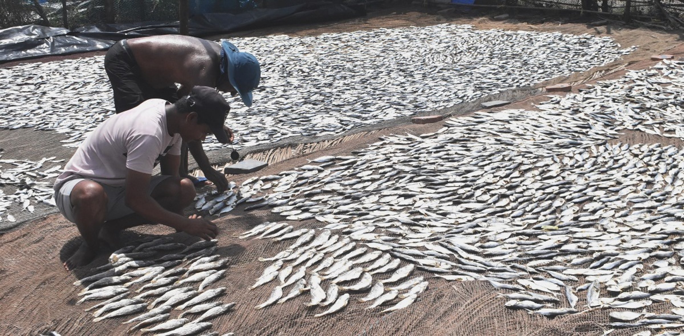 Dry fish trade waits on weather — and the catch