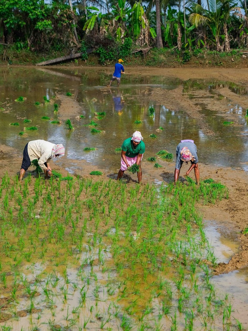 Erratic rain patterns still worry ryots midway into kharif season