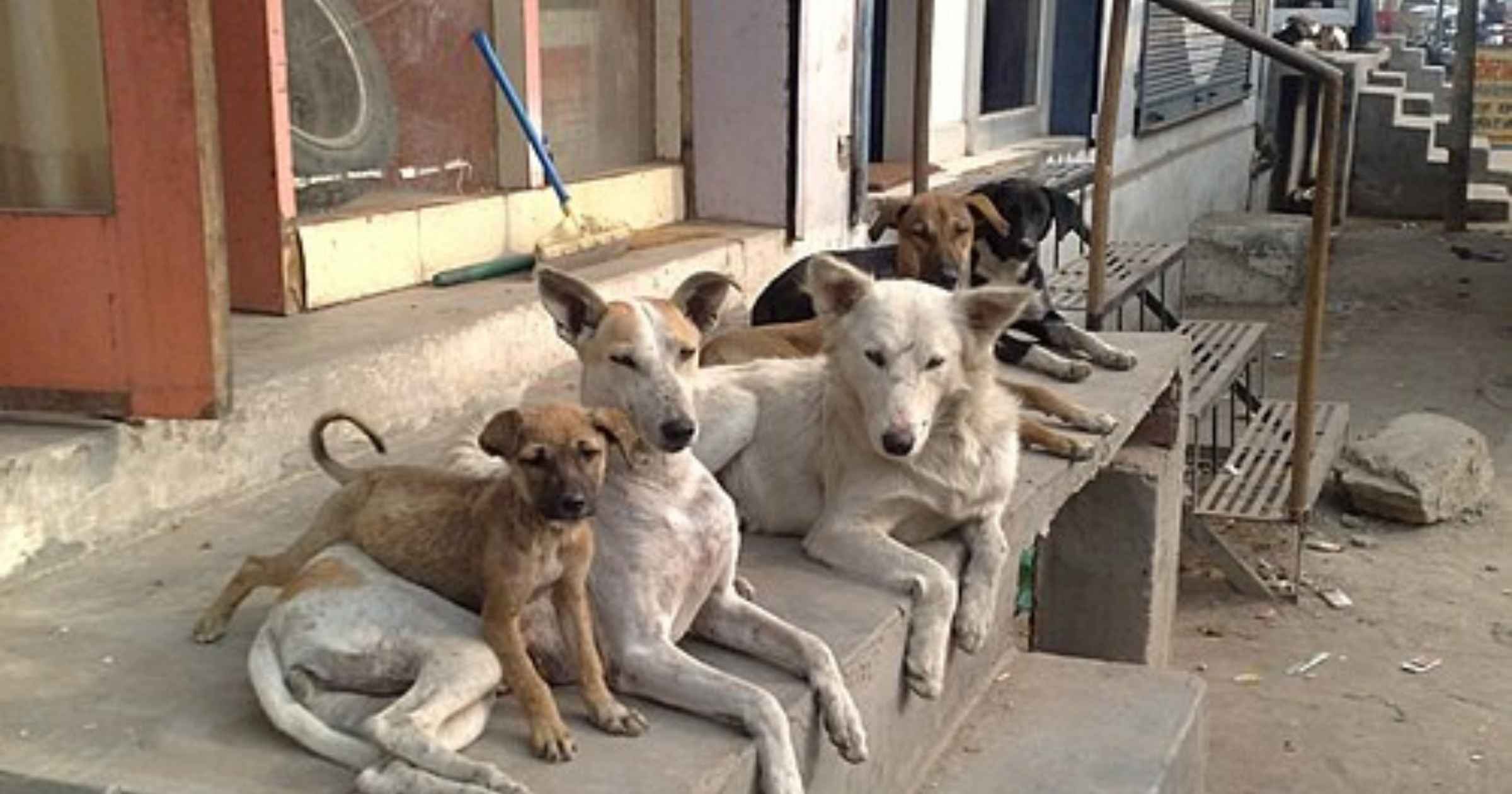 Stray dogs triple in 8 yrs, HC seeks census data
