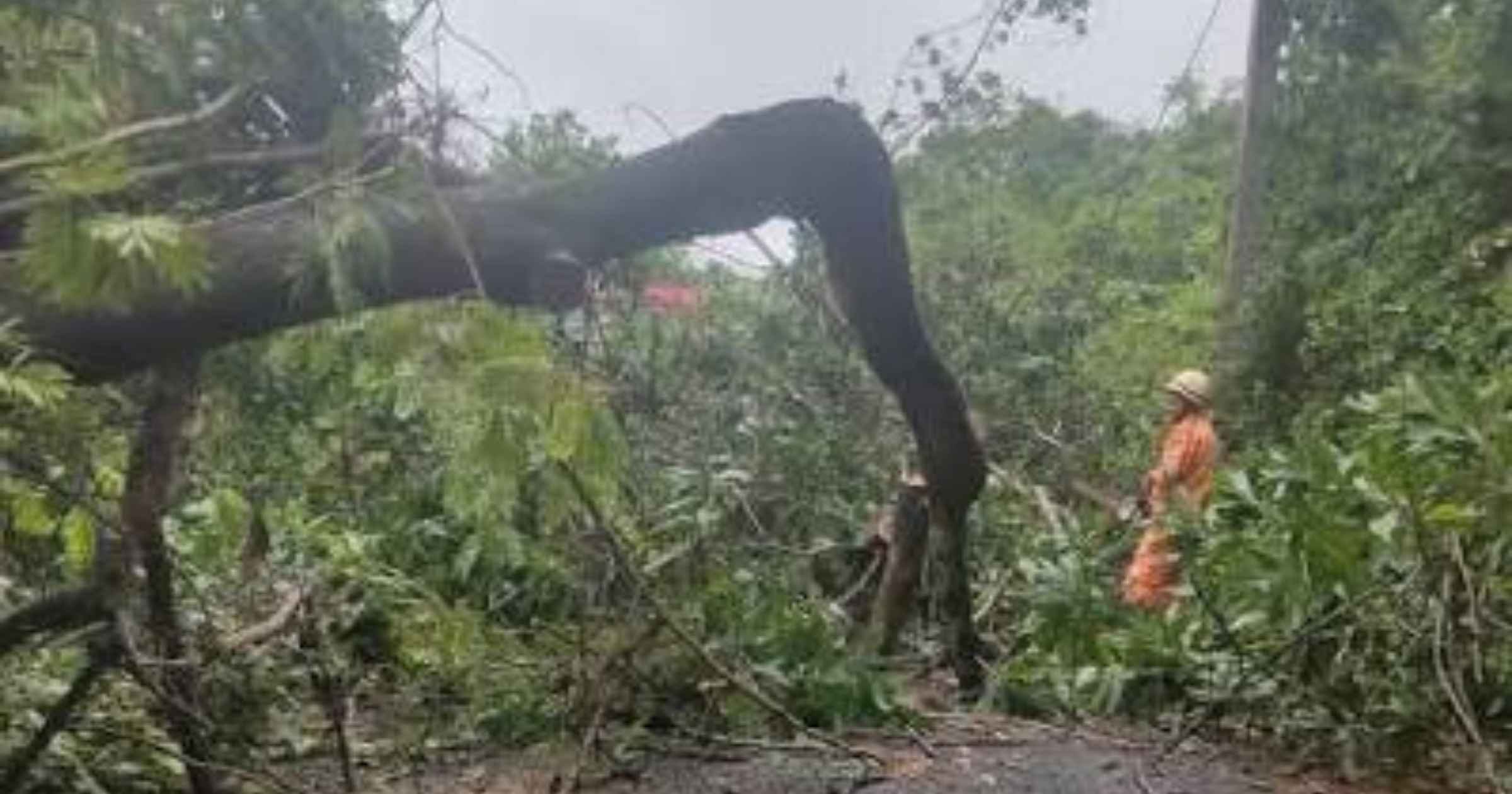 Traffic disrupted as trees fall at two locations in Sattari