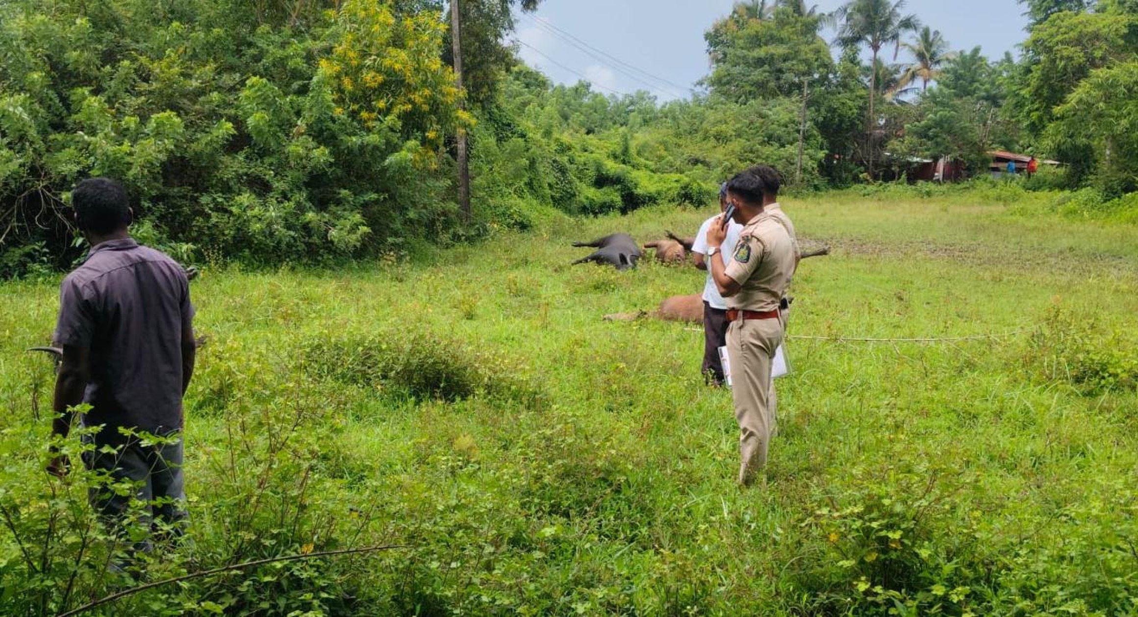 Five buffaloes found dead in field, electrocution suspected