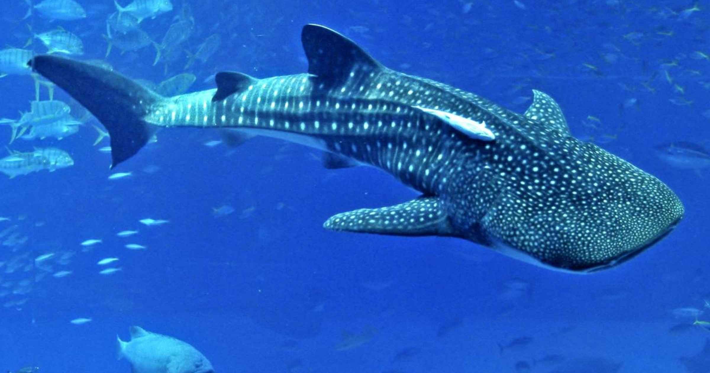 Govt puts fishermen at heart of whale shark conservation