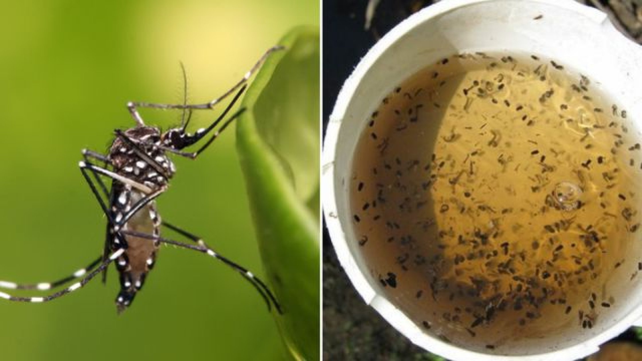 Fisheries dept tightens vigil against dengue on fishing vessels, jetties