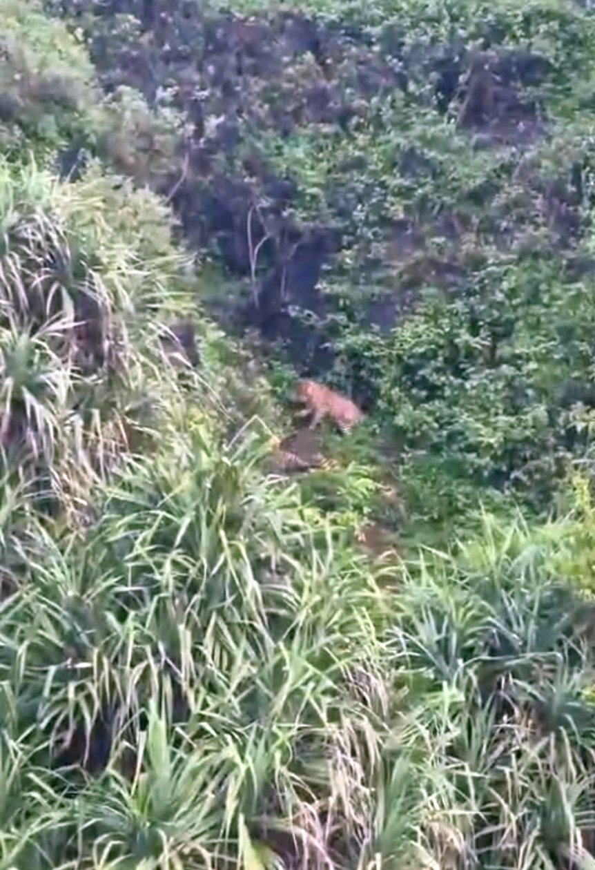 2 leopards sighted near Ajoba temple in Keri