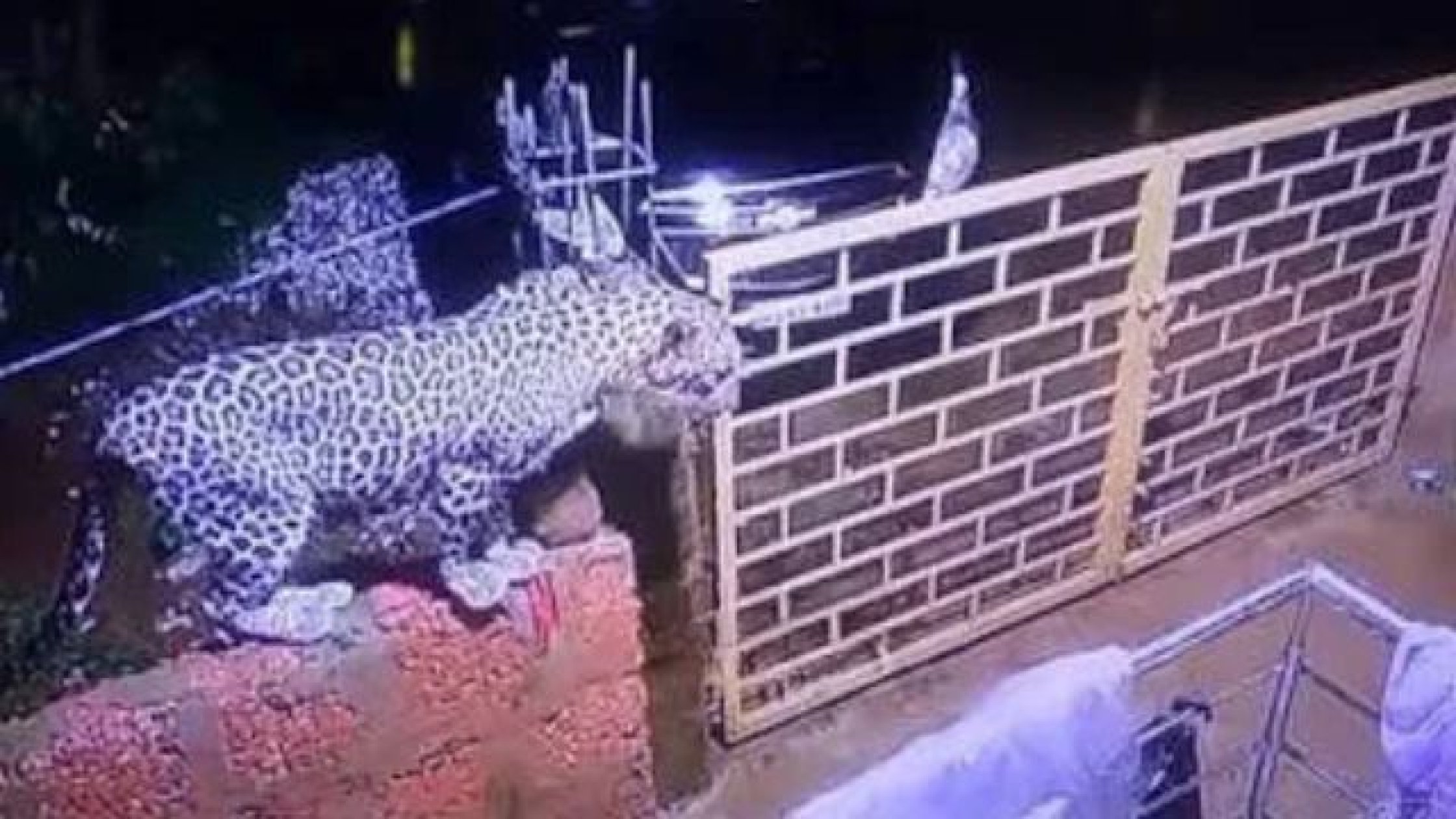 Leopard movement triggers fear among Guleli residents