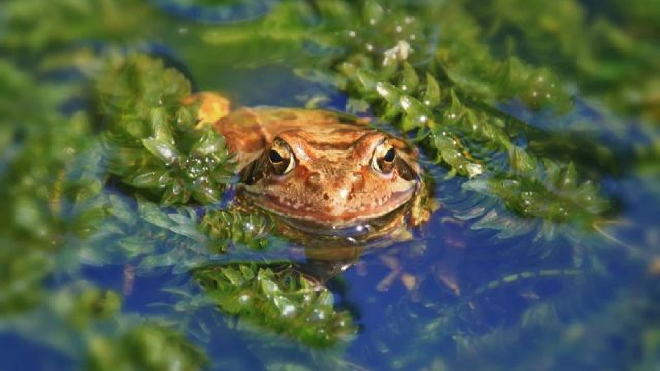 Mhadei watershed a haven for amphibians, finds...