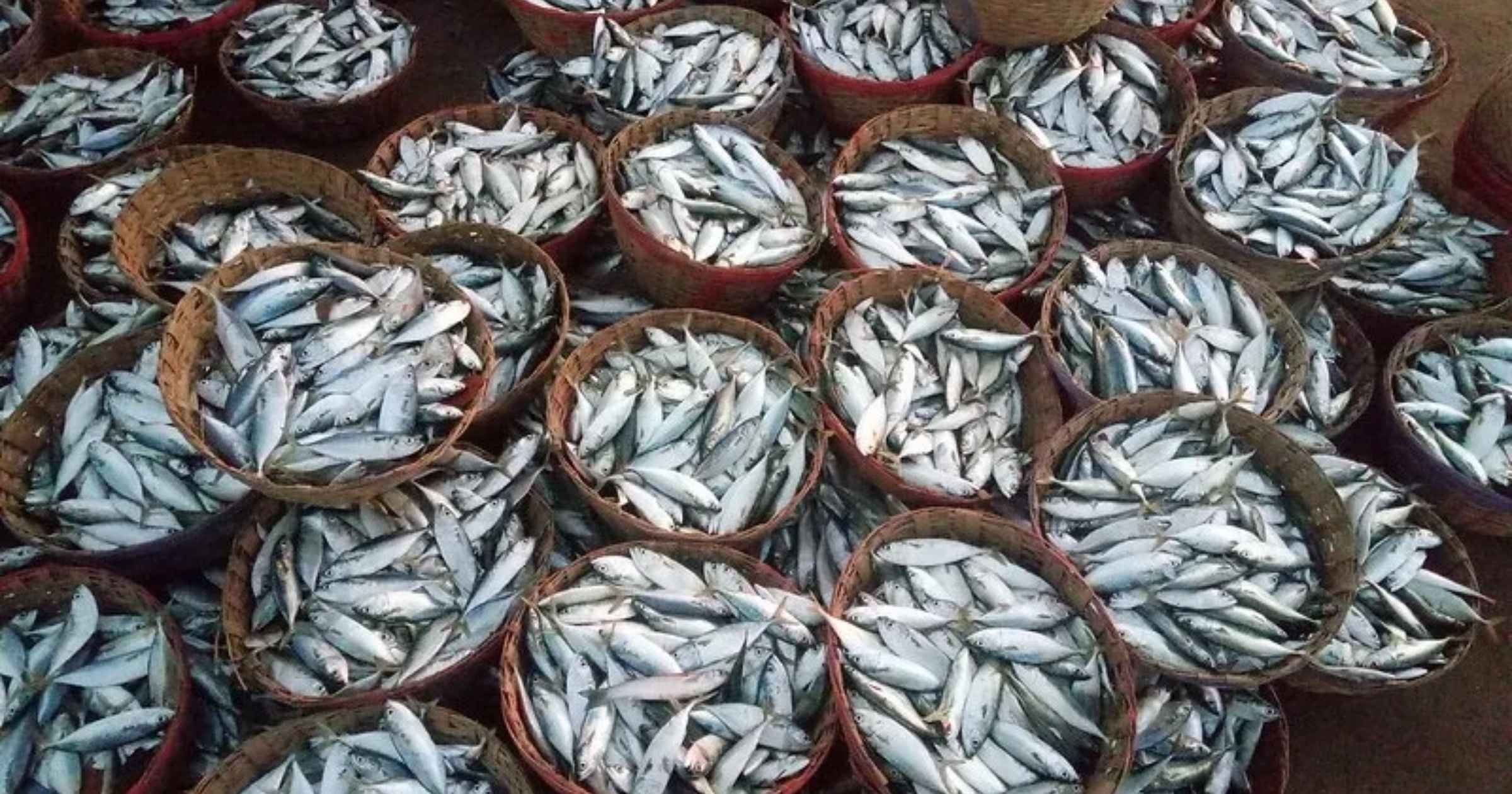 Goa’s fish story: No decline in stock claimed, but no science to back it