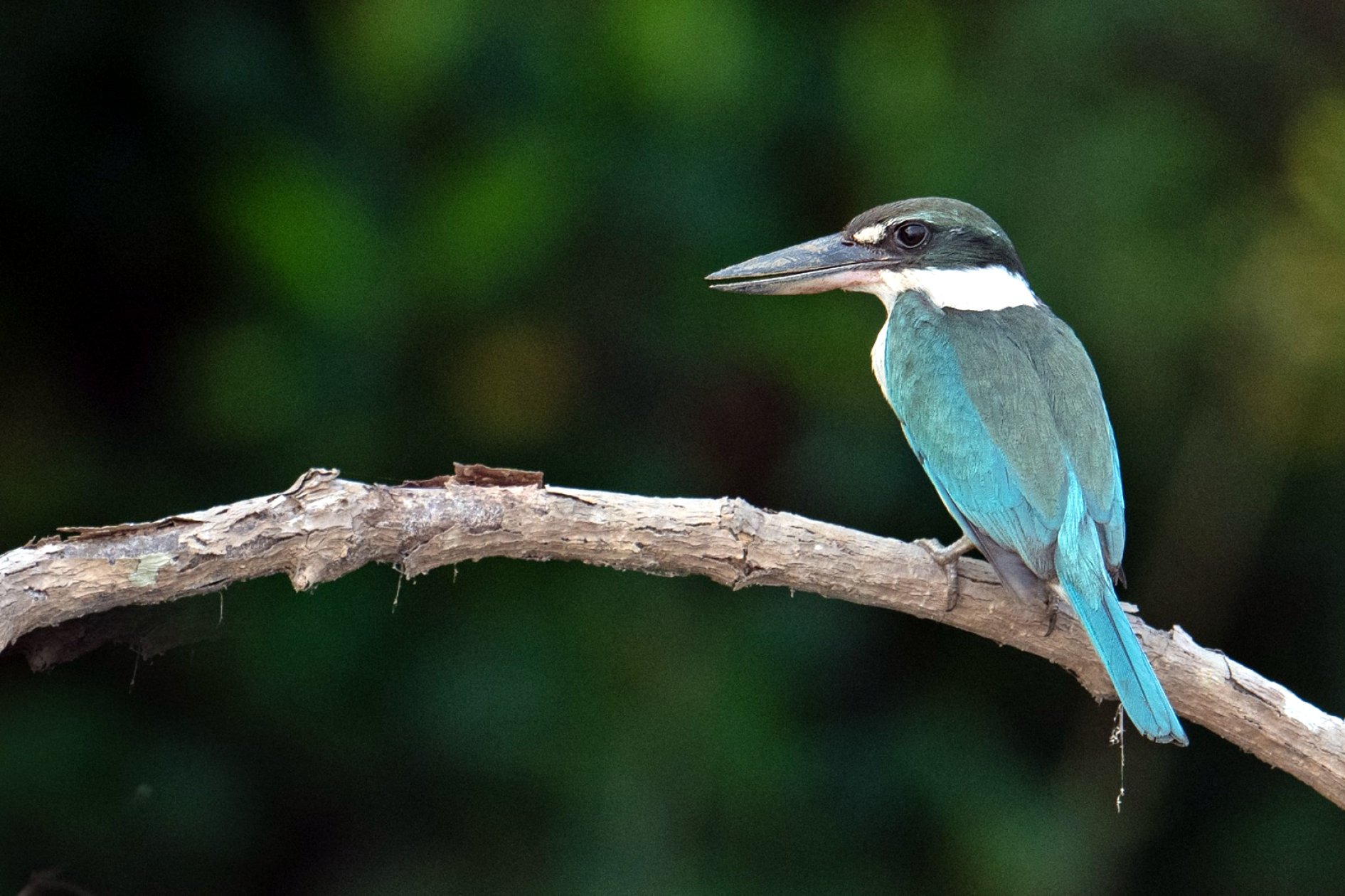 Conservation project launched for Collared Kingfisher