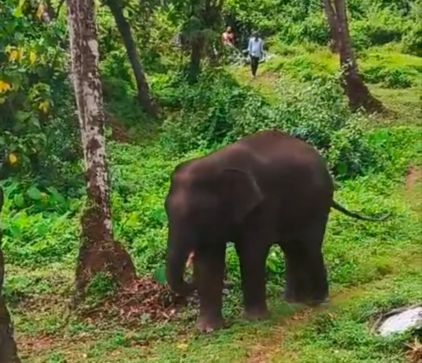 ‘Omkar’ menace returns, farmers allege Goa-Maha buck-passing over elephant