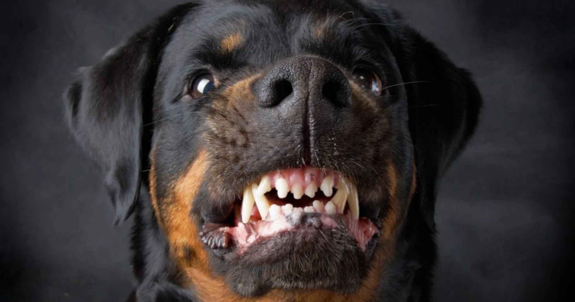 Rottweiler attack case: Mapusa court acquits owner after settlement