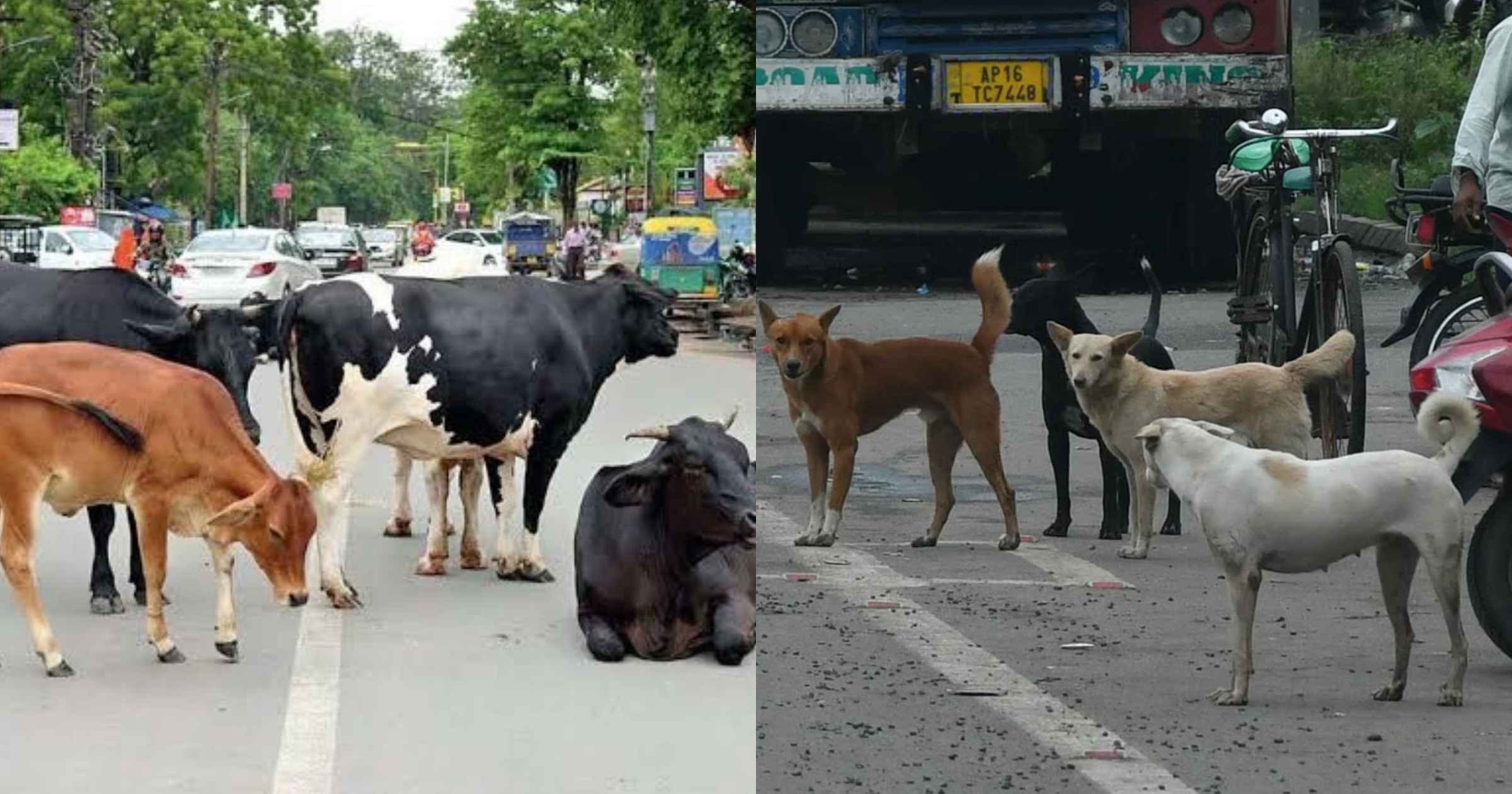 Survey of stray dogs, cattle from Oct 1