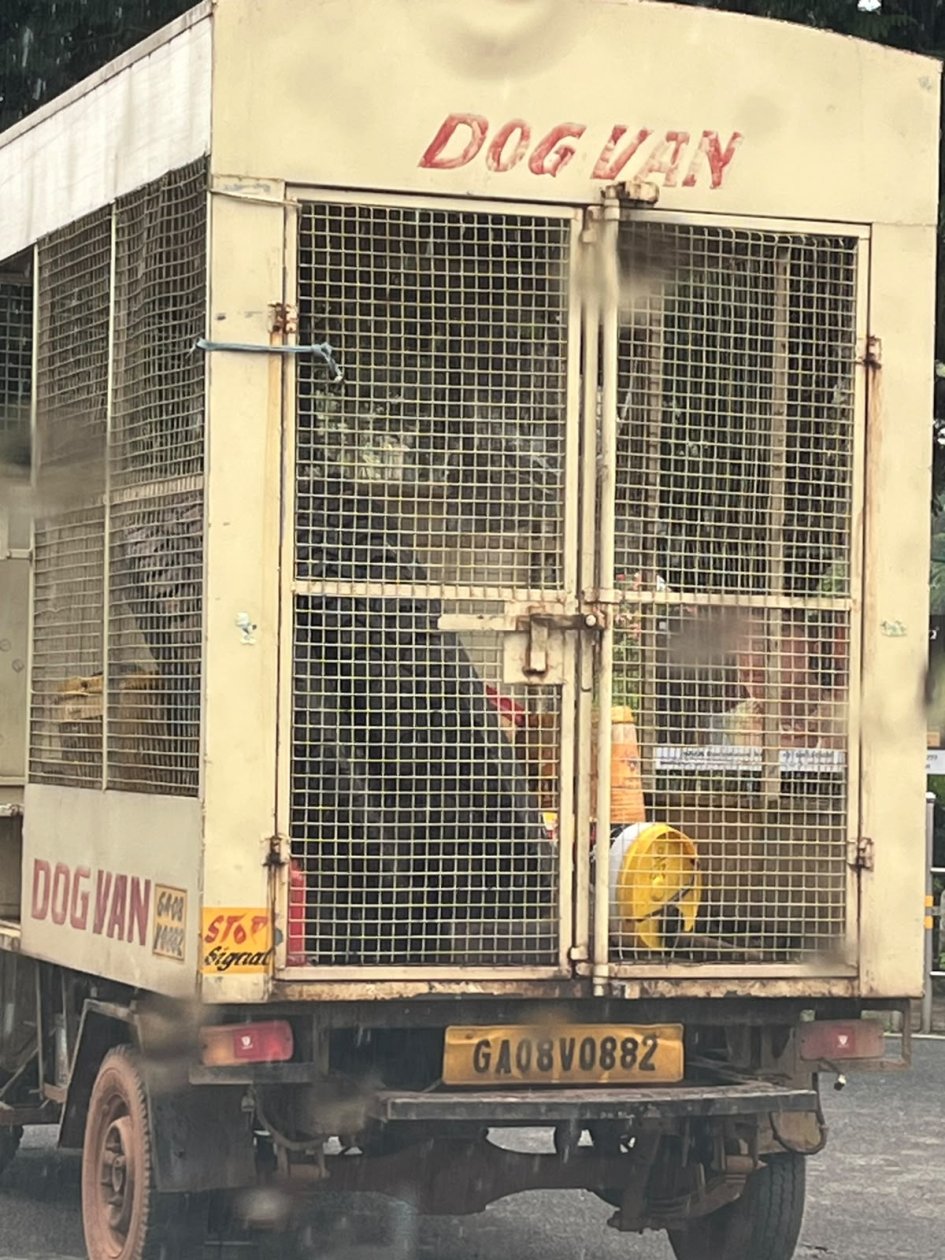 MMC turns to feeders for stray dogs, cattle census