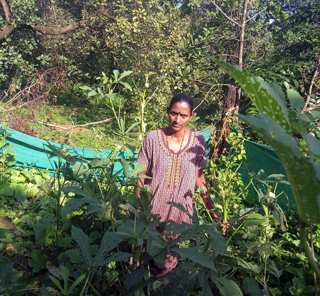 Bisons damage vegetable farm in Guleli