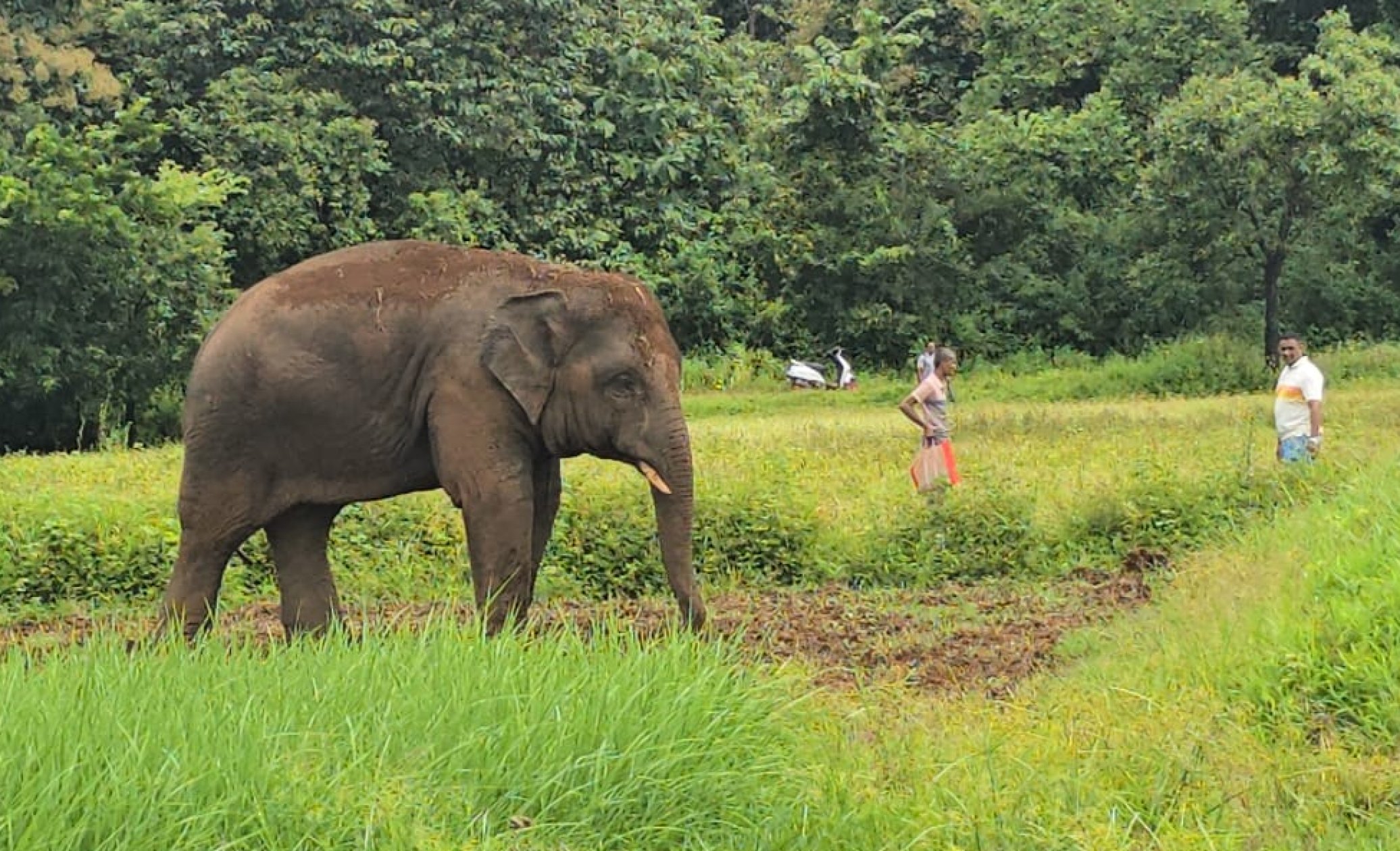 Omkar’s return dampens Ganesh Chaturthi for Pernem farmers