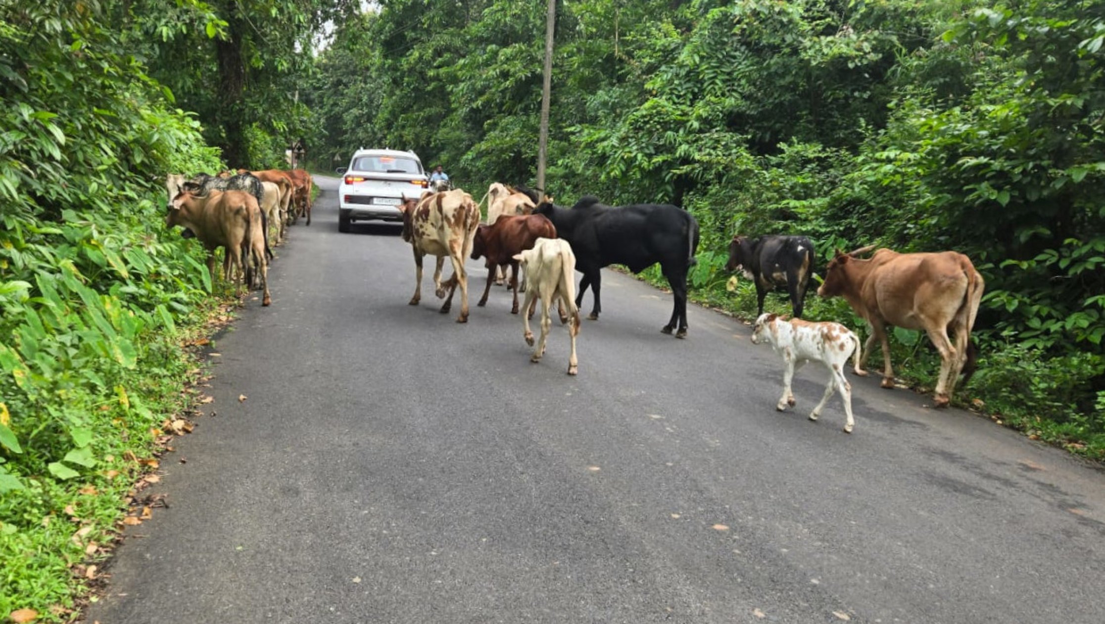 Valpoi kick-starts survey to map stray dogs, cattle
