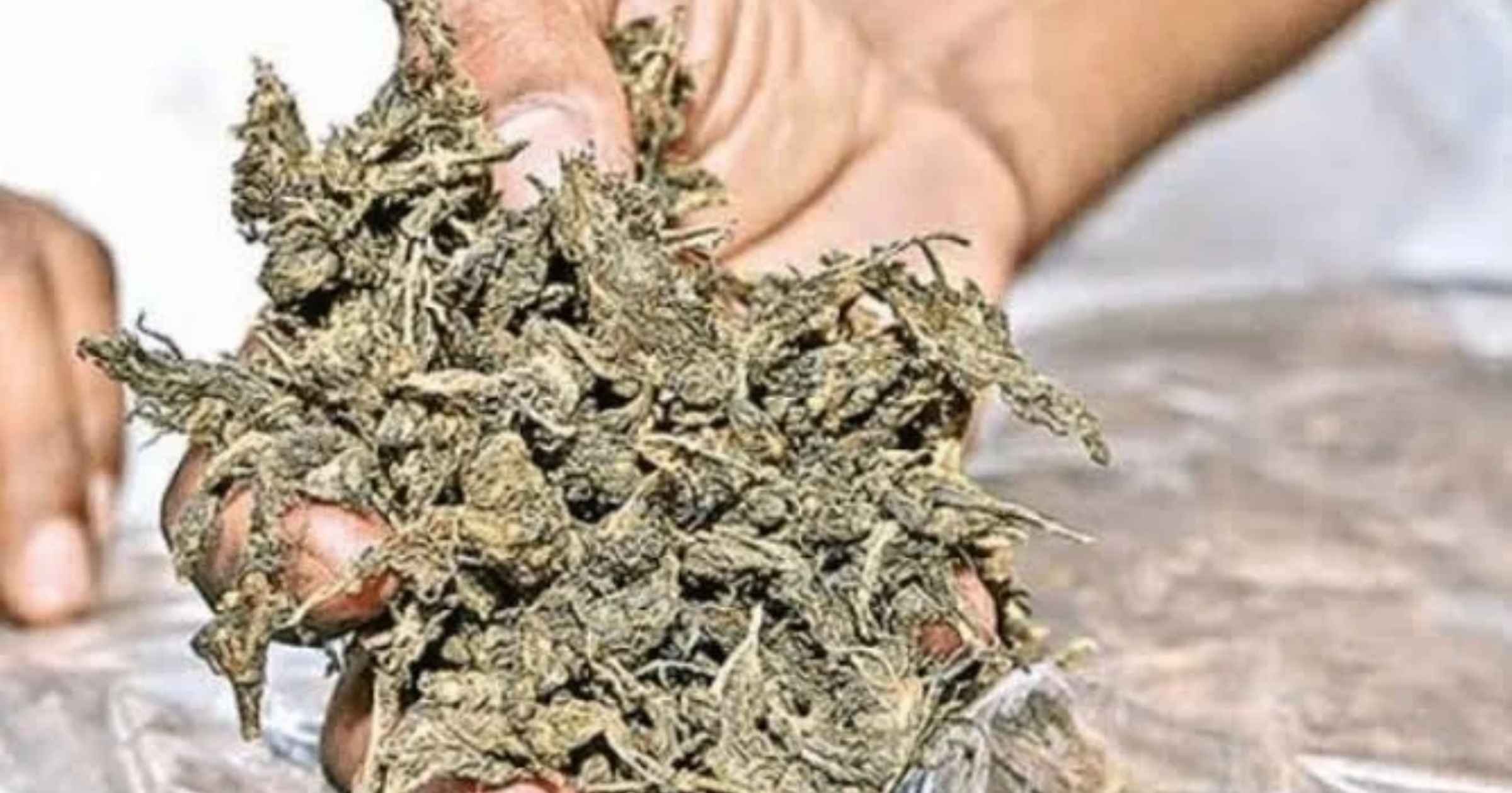 Mapusa police seize 2 kg ganja, arrest Jharkhand youth