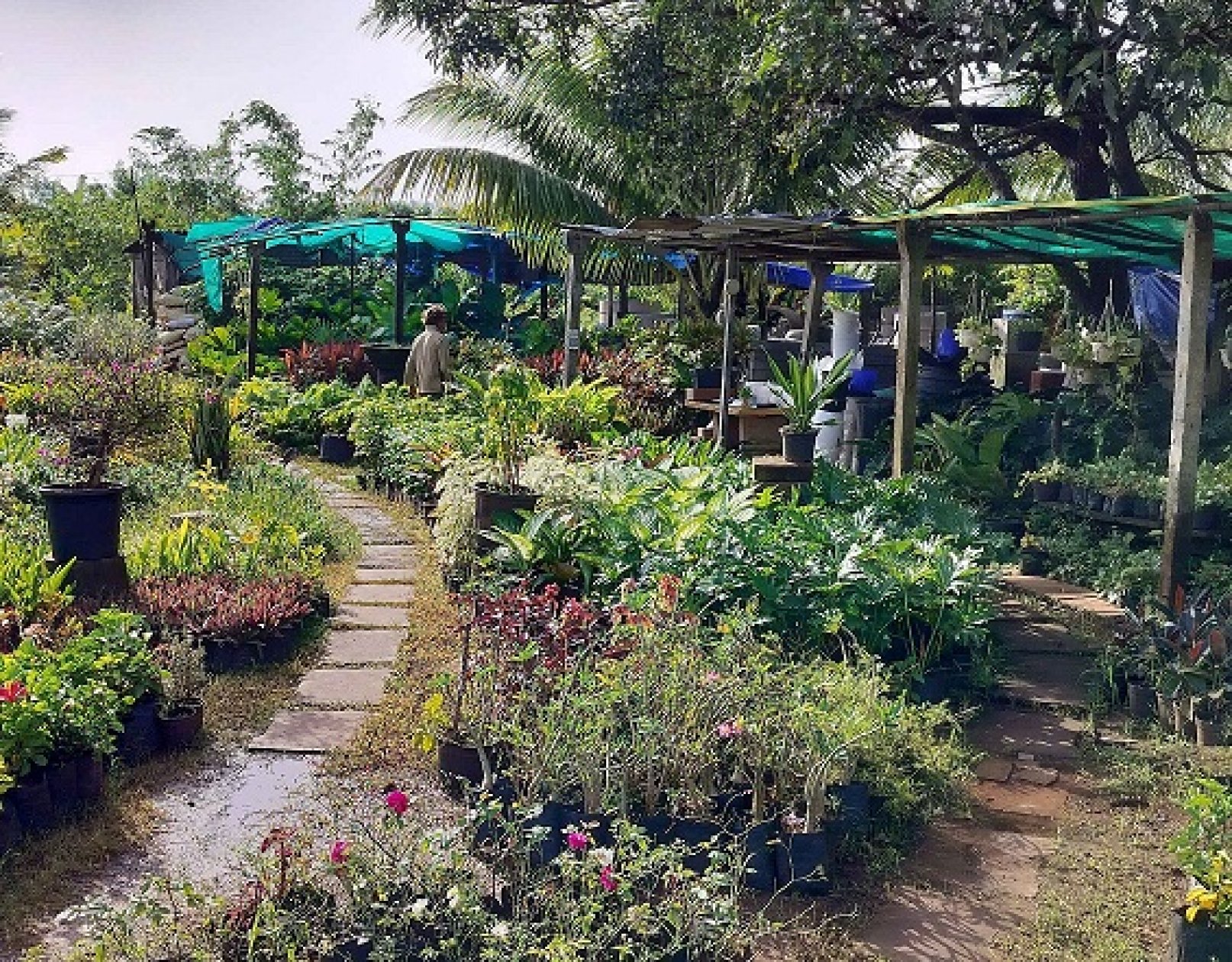 Nursery boom puts Bardez under lens