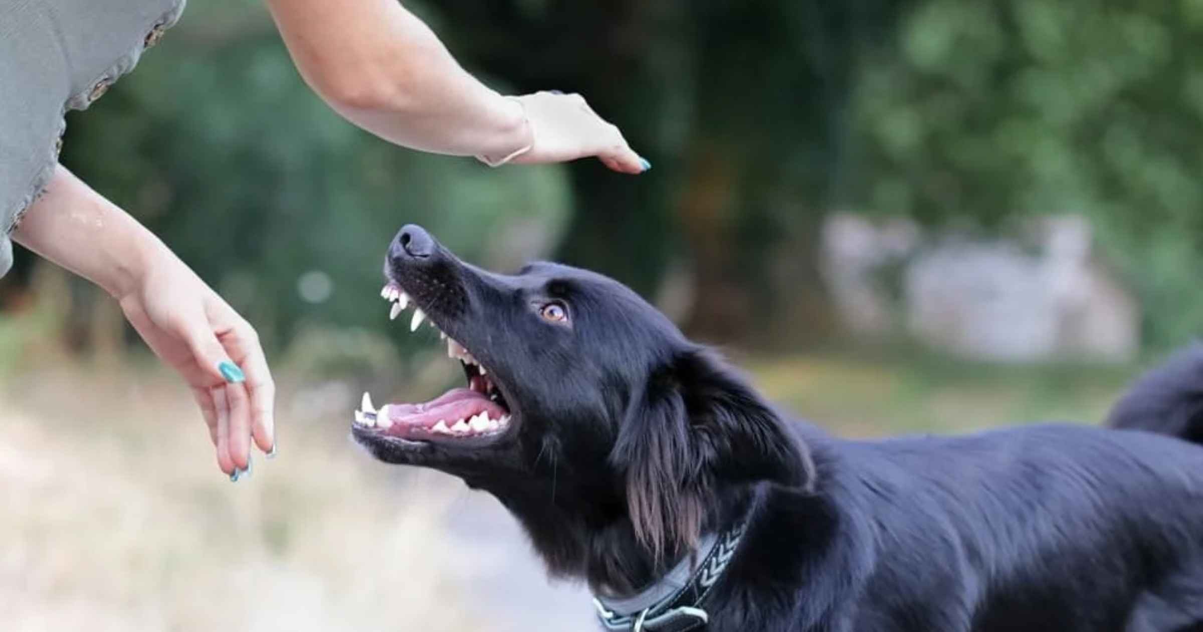 Woman complains of dog attack, police book owner